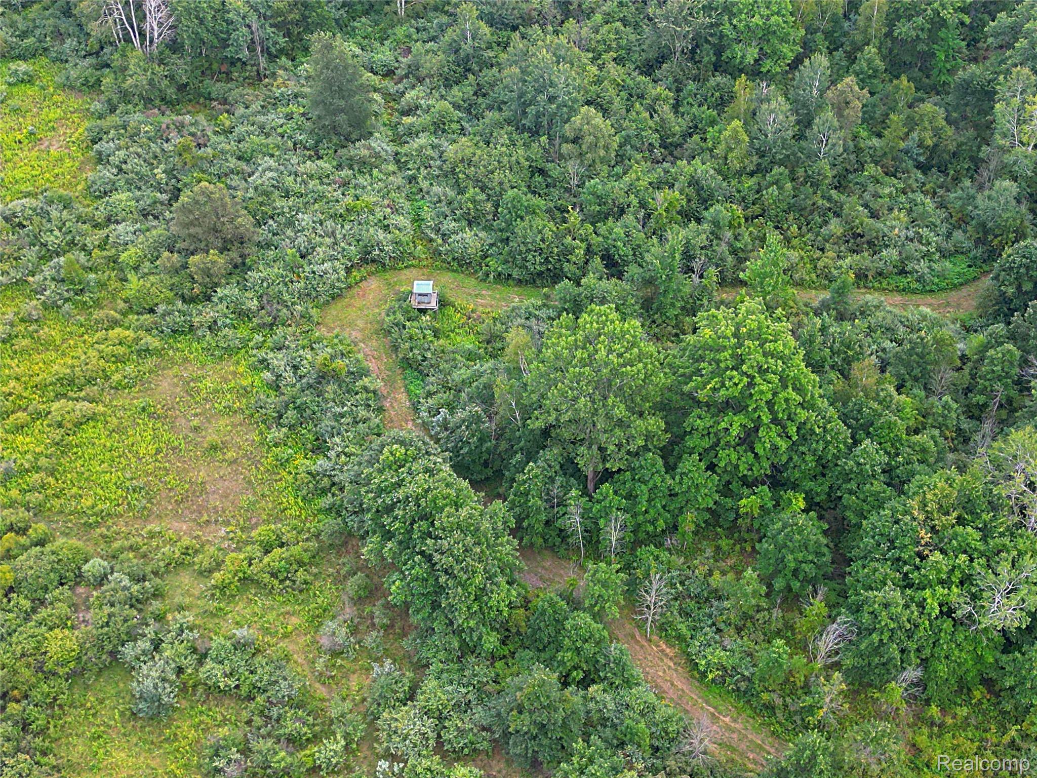 11365 Littlefield Road Blanchard, MI 49310 - Photo 12 of 68 Expansive wooded acreage featuring diverse tree cover, a cleared path, and a small structure