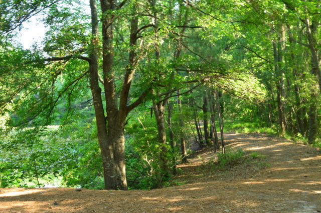 8017 Mckayla Road Summerville, SC 29483 - Photo 48 of 51 Trail and Bird Sanctuary