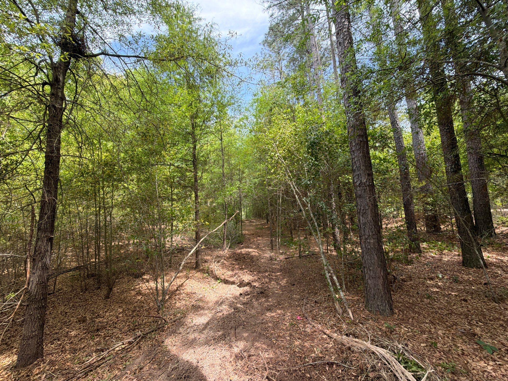 4 Rogers Cemetery Road, Unit RRF 4 Salley, SC 29137 - Photo 8 of 21 Gallery Image 8