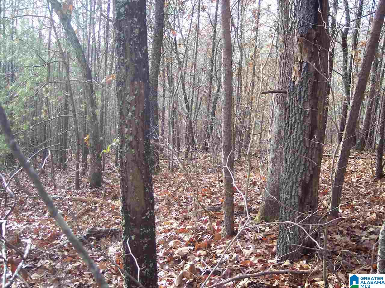 4 Dripping Rock Road, Unit 4 Piedmont, AL 36272 - Photo 7 of 12