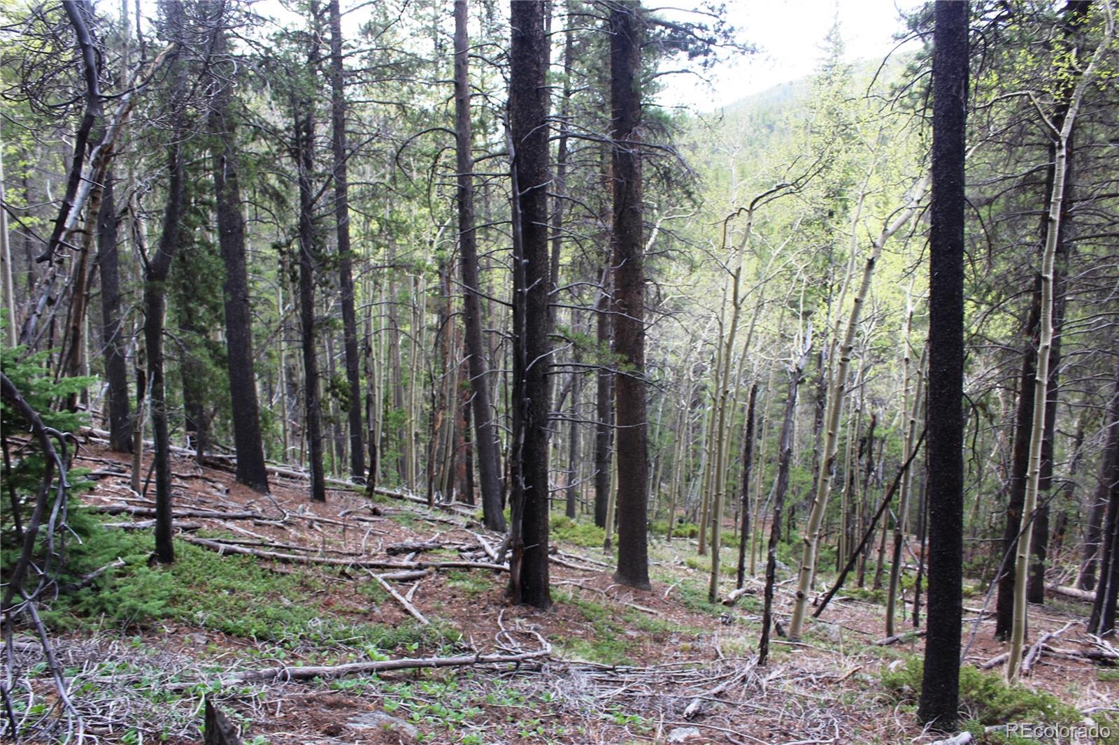 1 Broomfeild Gulch Road Idaho Springs, CO 80452 - Photo 10 of 31 Gallery Image 10