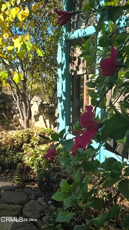 a view of a yard with plants and large trees