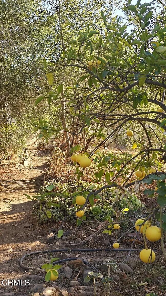 1450 McAndrew Road Ojai, CA 93023 - Photo 36 of 58 d1150e662d67e4d021def8cf2e5e982c-uncropp