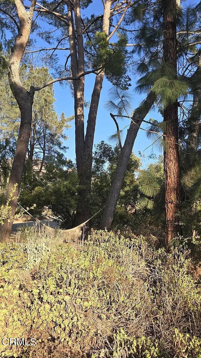 1450 McAndrew Road Ojai, CA 93023 - Photo 52 of 58 a view of a yard with plants and trees
