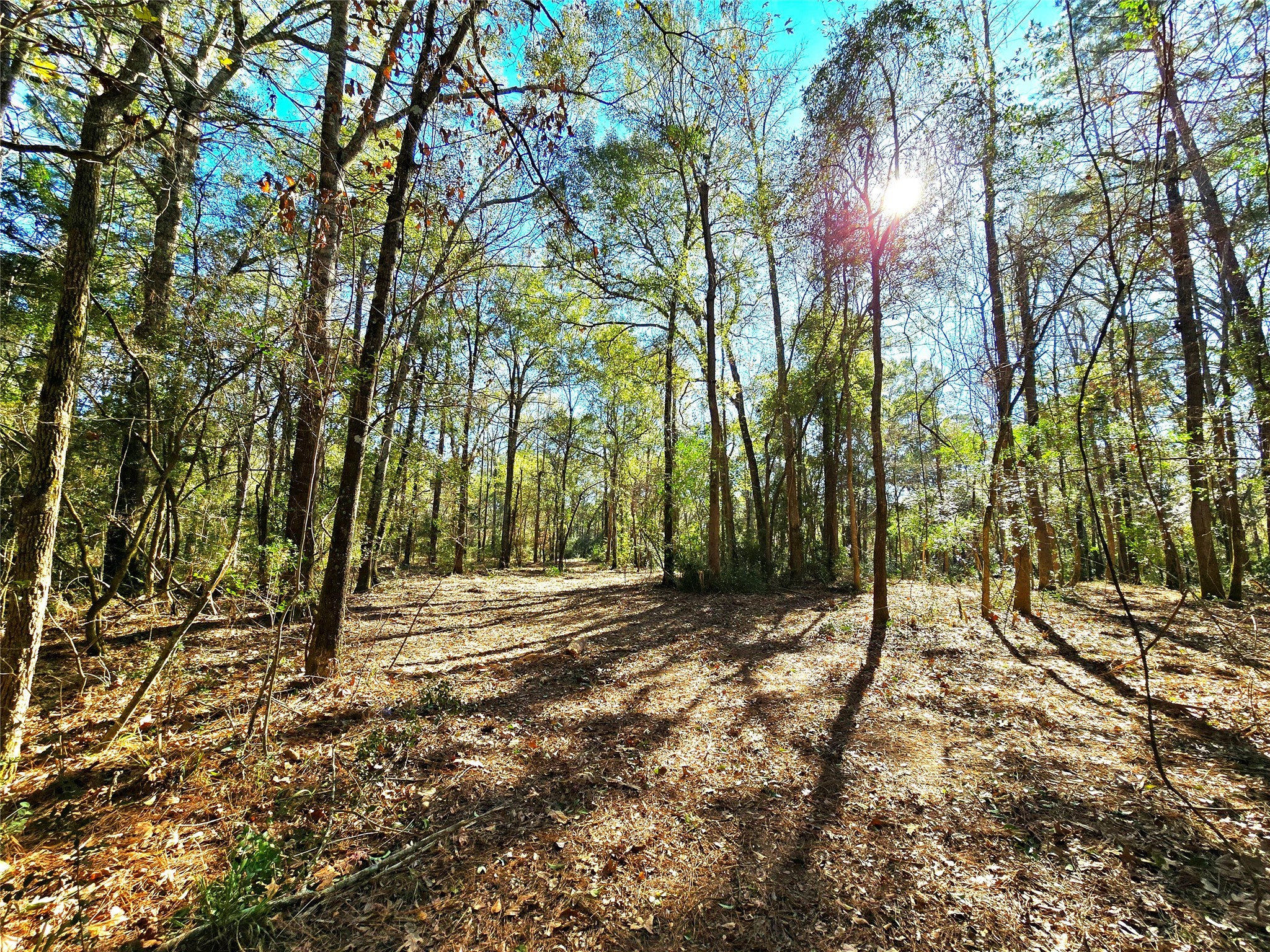 28028 Crossway Oaks Magnolia, TX 77355 - Photo 11 of 15 a view of outdoor space with deck and trees