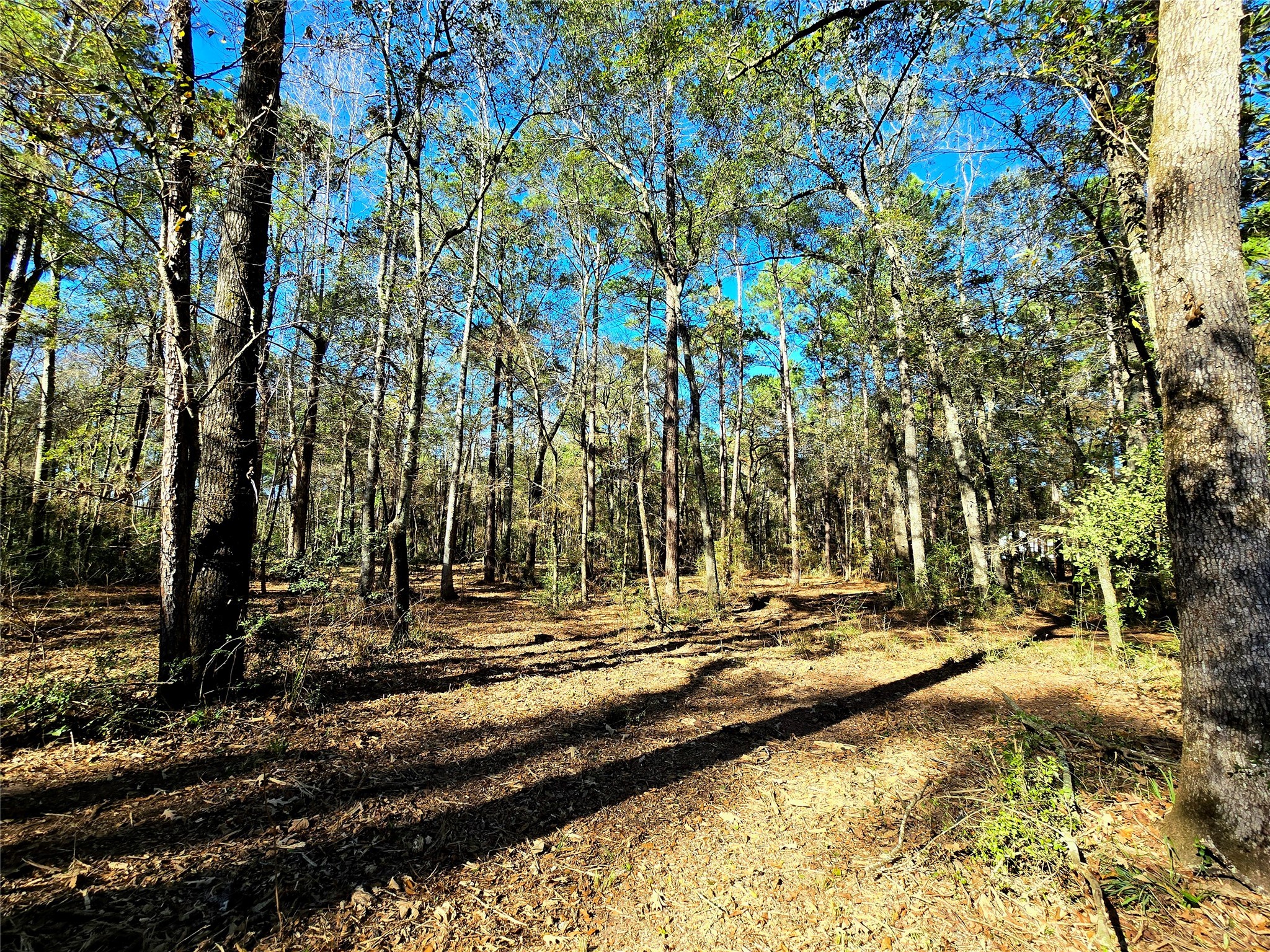28028 Crossway Oaks Magnolia, TX 77355 - Photo 12 of 15 a view of a yard with swimming pool