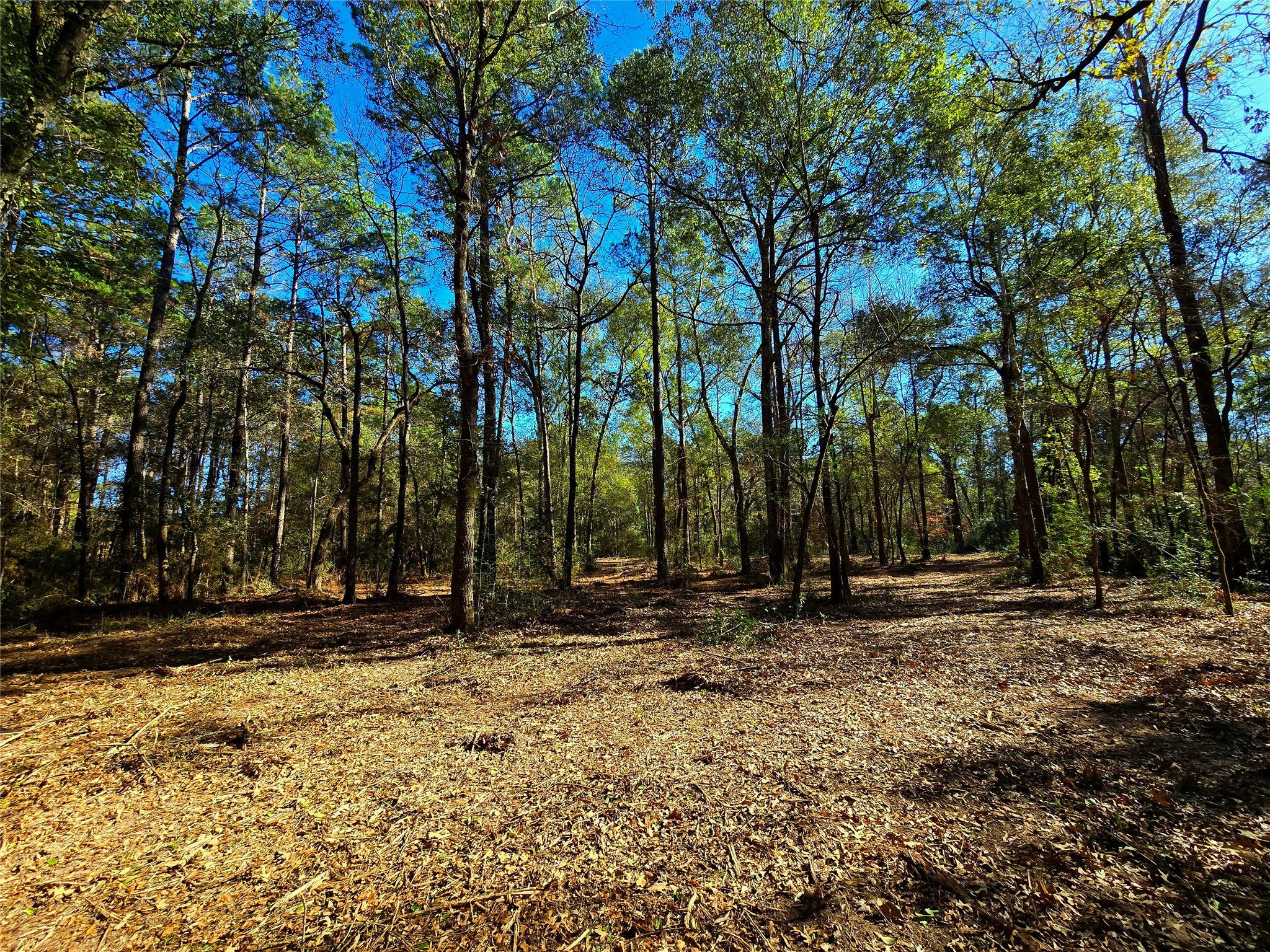 28028 Crossway Oaks Magnolia, TX 77355 - Photo 13 of 15 a view of outdoor space with trees
