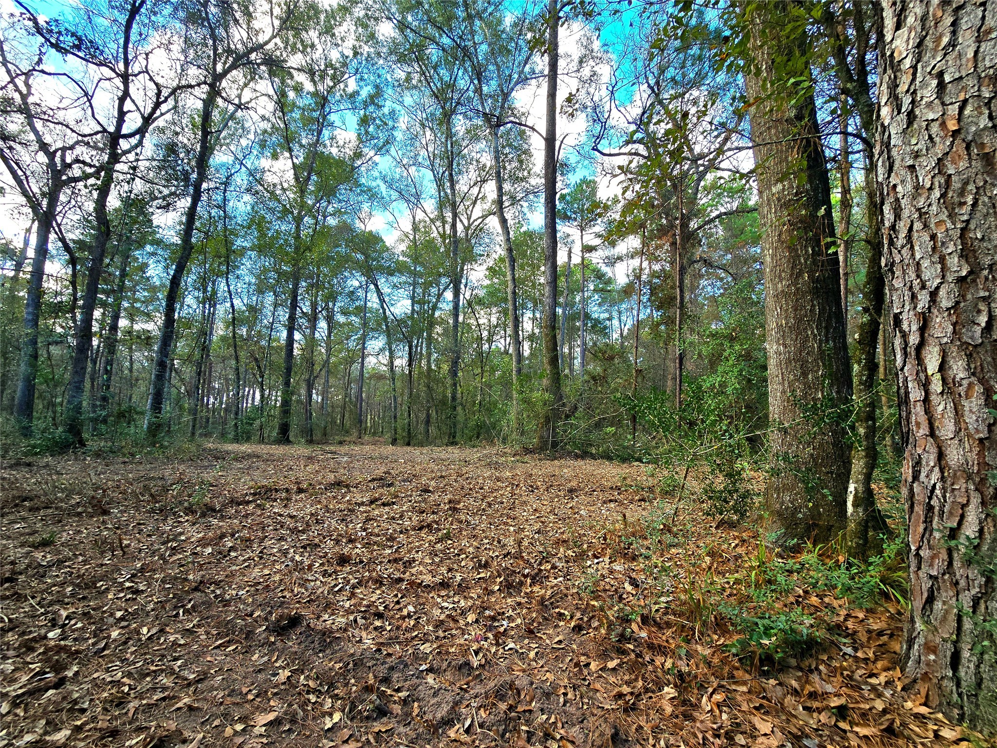 28028 Crossway Oaks Magnolia, TX 77355 - Photo 2 of 15 a big yard with trees