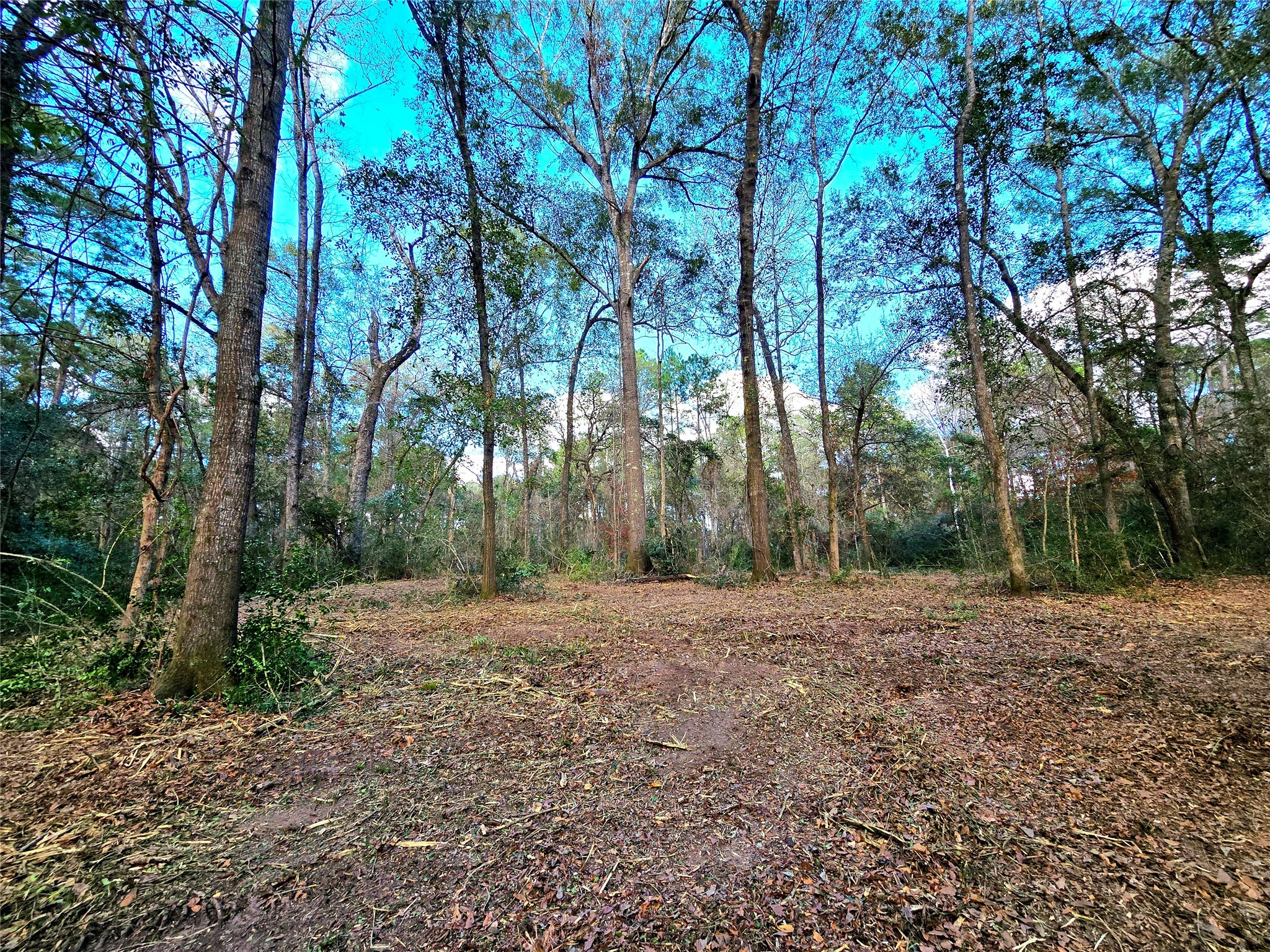 28028 Crossway Oaks Magnolia, TX 77355 - Photo 3 of 15 a big yard with trees