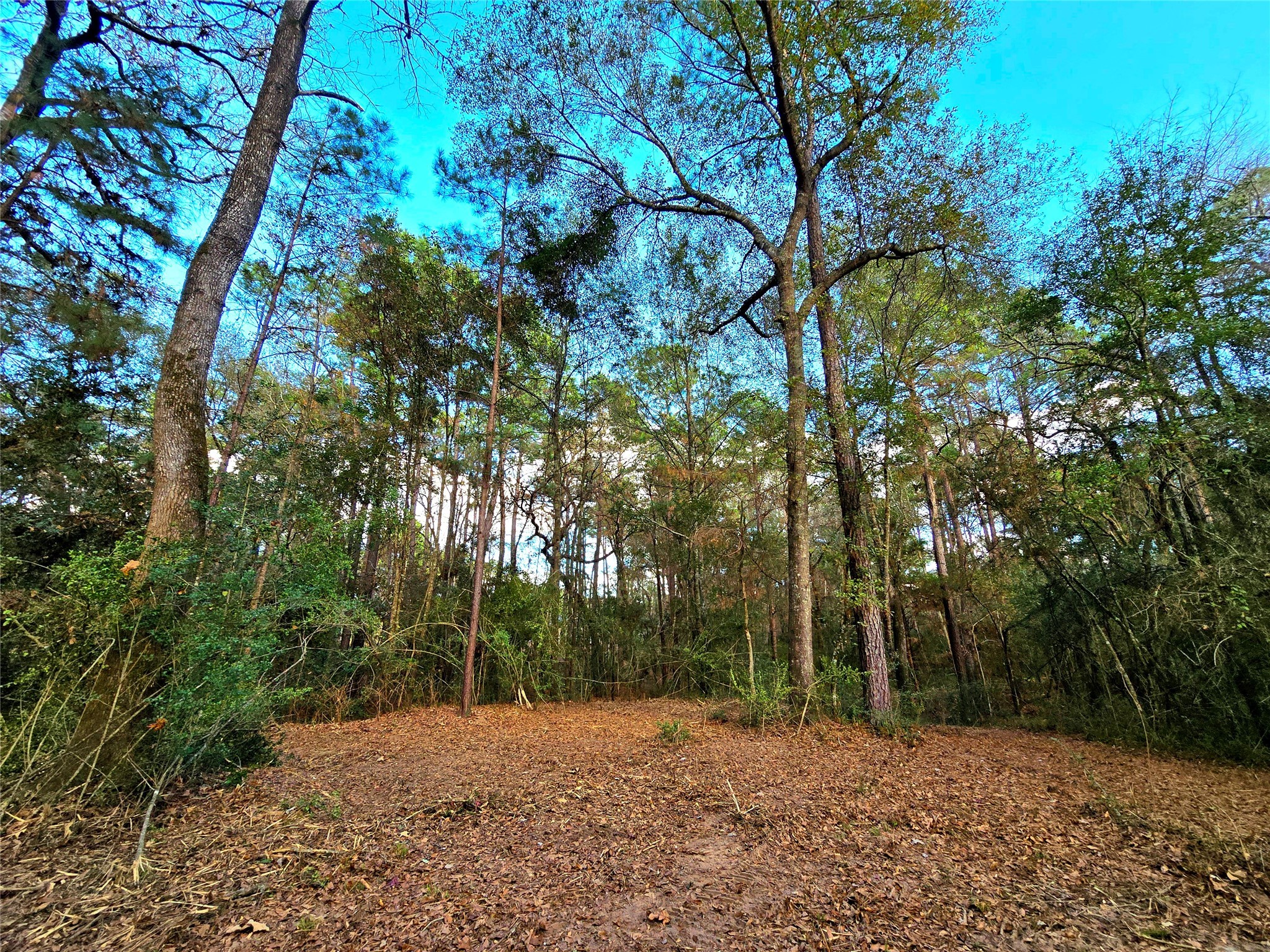 28028 Crossway Oaks Magnolia, TX 77355 - Photo 4 of 15 a backyard of a house with lots of green space