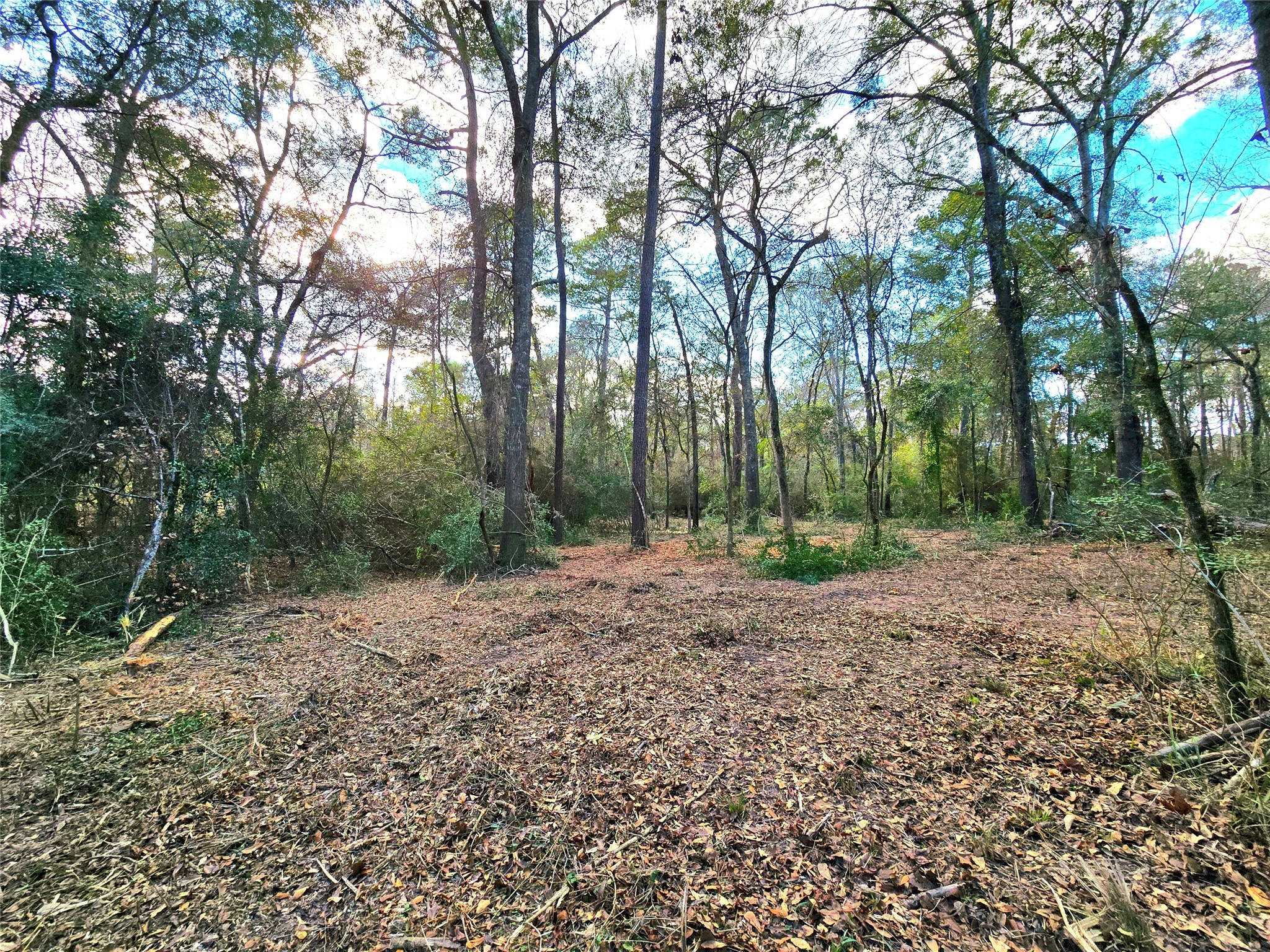 28028 Crossway Oaks Magnolia, TX 77355 - Photo 5 of 15 a view of a yard with plants and trees