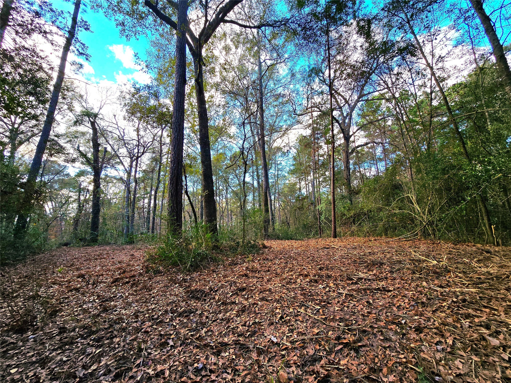 28028 Crossway Oaks Magnolia, TX 77355 - Photo 6 of 15 a view of a yard with trees