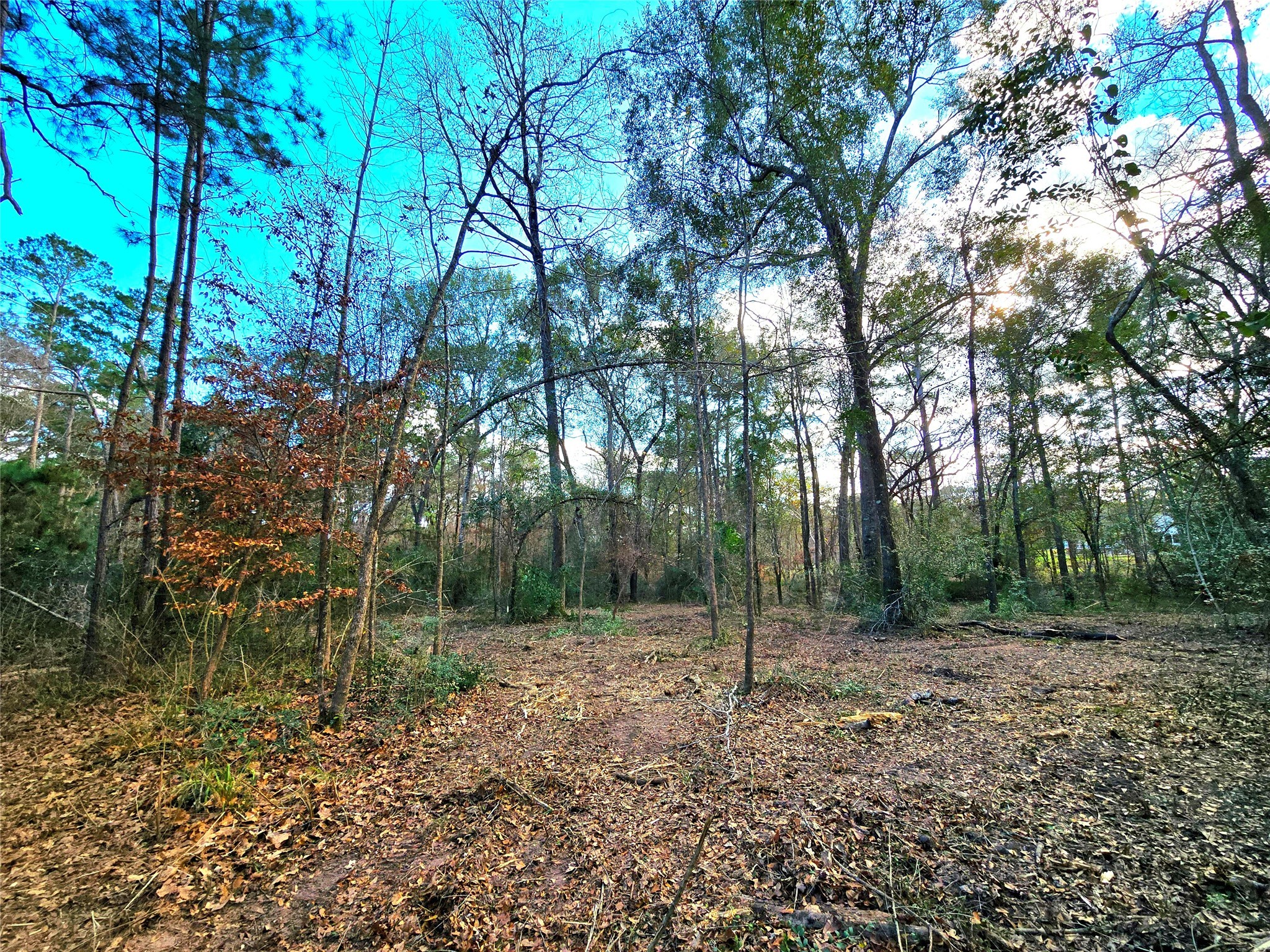 28028 Crossway Oaks Magnolia, TX 77355 - Photo 7 of 15 a backyard of a house with lots of green space