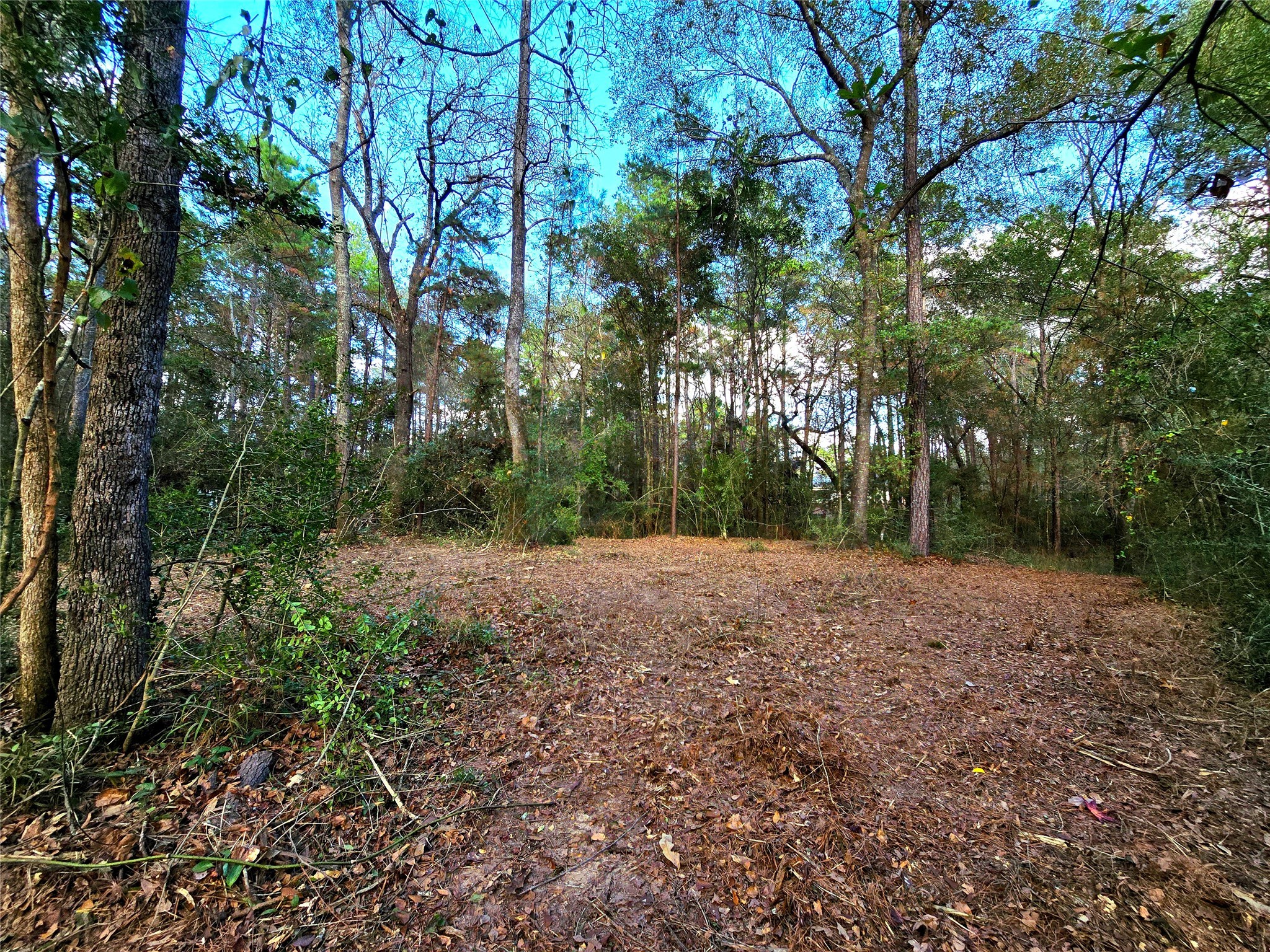 28028 Crossway Oaks Magnolia, TX 77355 - Photo 8 of 15 a view of outdoor space and yard