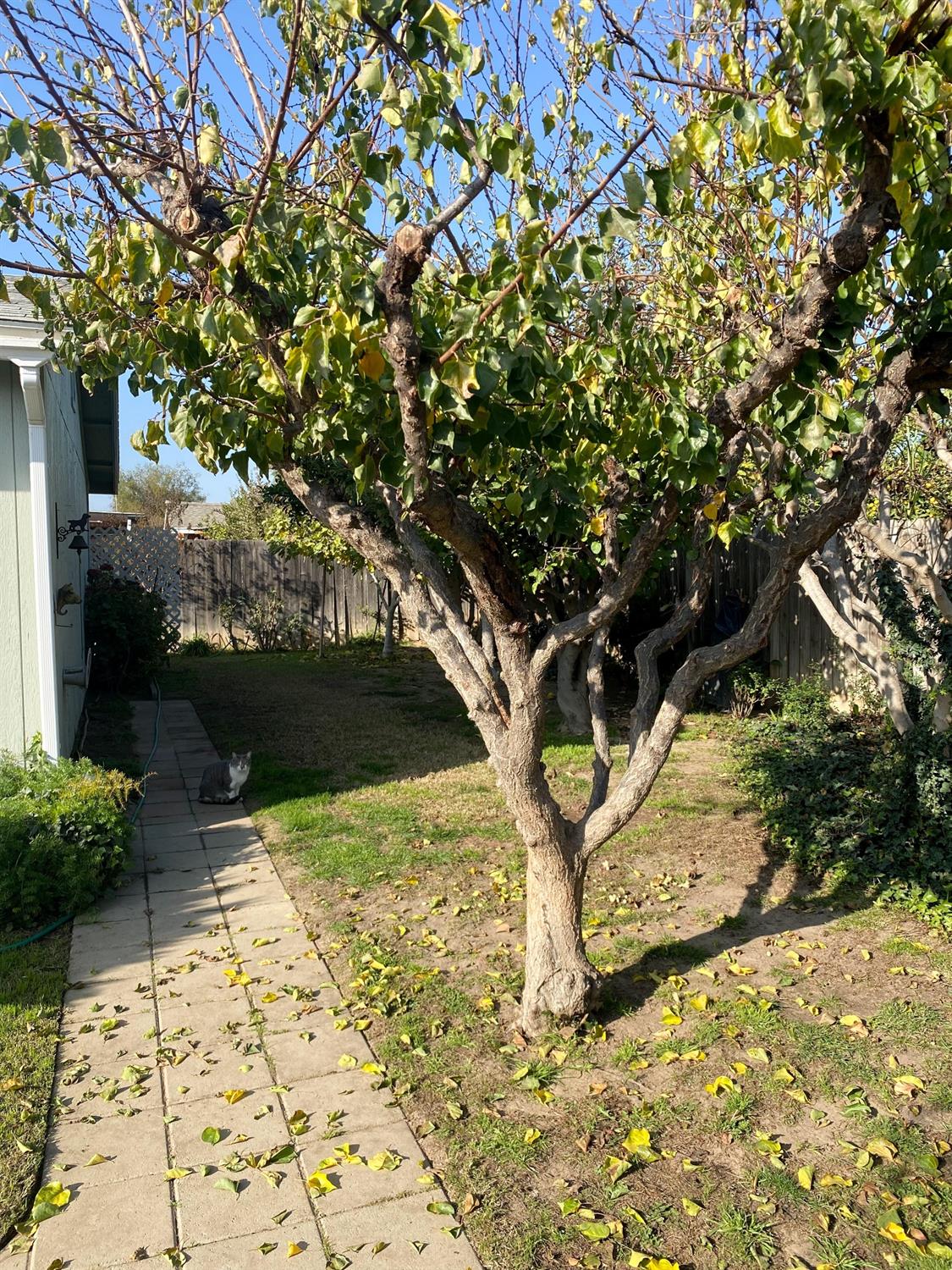 1428 East Springfield Avenue Reedley, CA 93654 - Photo 25 of 25 Gallery Image 25