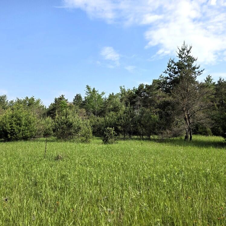 Martin Road Alpena, MI 49707 - Photo 9 of 11 Gallery Image 9