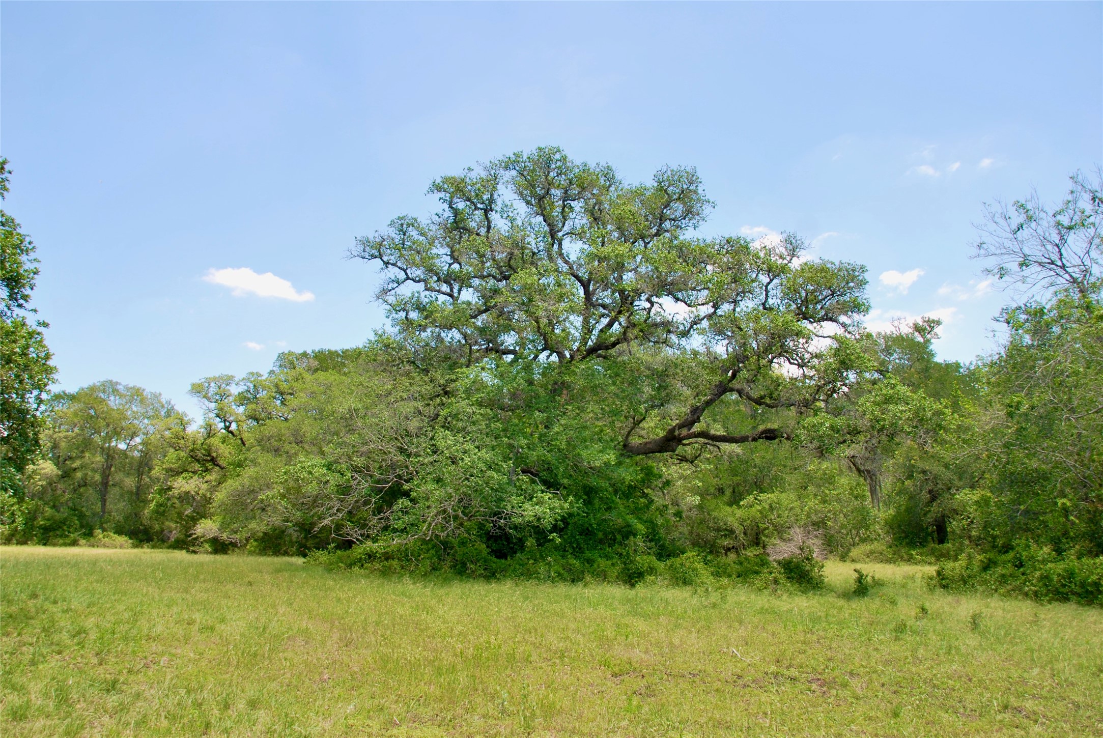 2116 Langdon Road Weimar, TX 78962 - Photo 11 of 43 a view of a garden