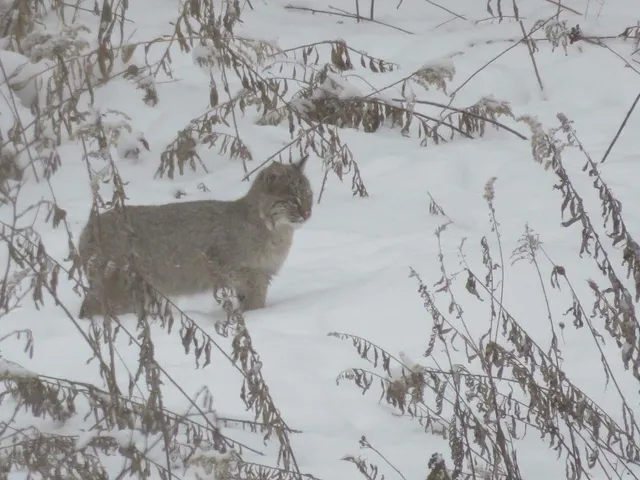 $950,000 | 75500 Joe Rein Road, Glidden, WI 54527