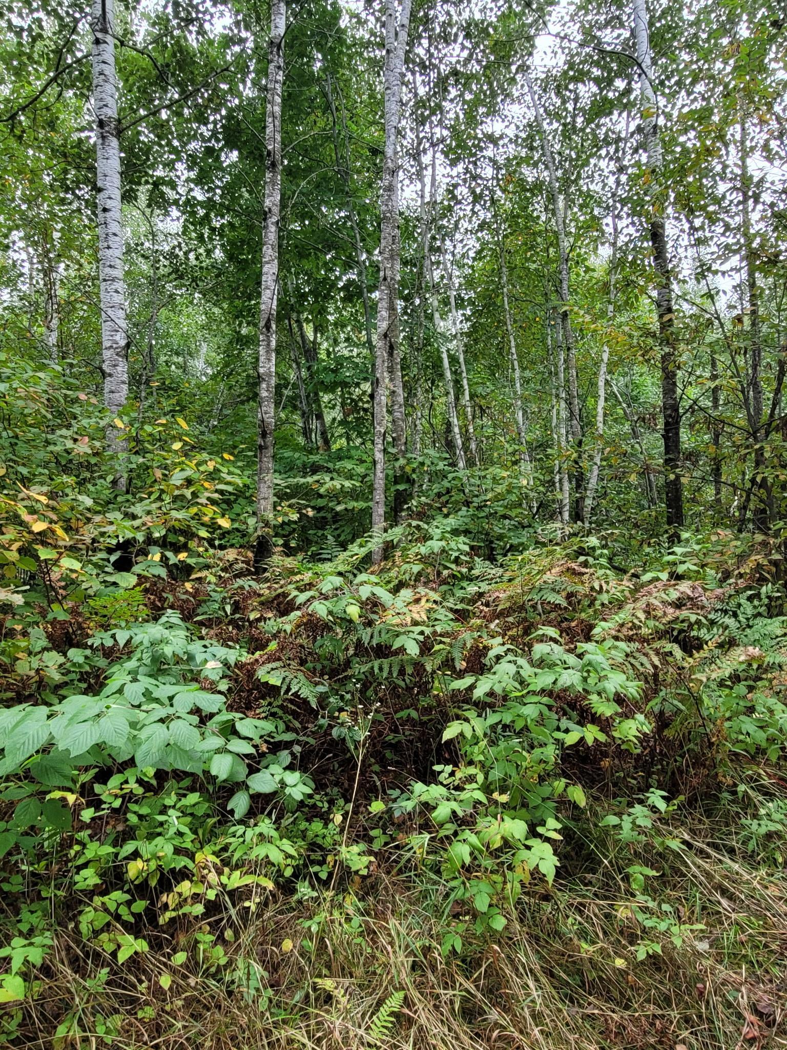57391 Duncan Road Sandstone, MN 55072 - Photo 20 of 48 Gallery Image 20