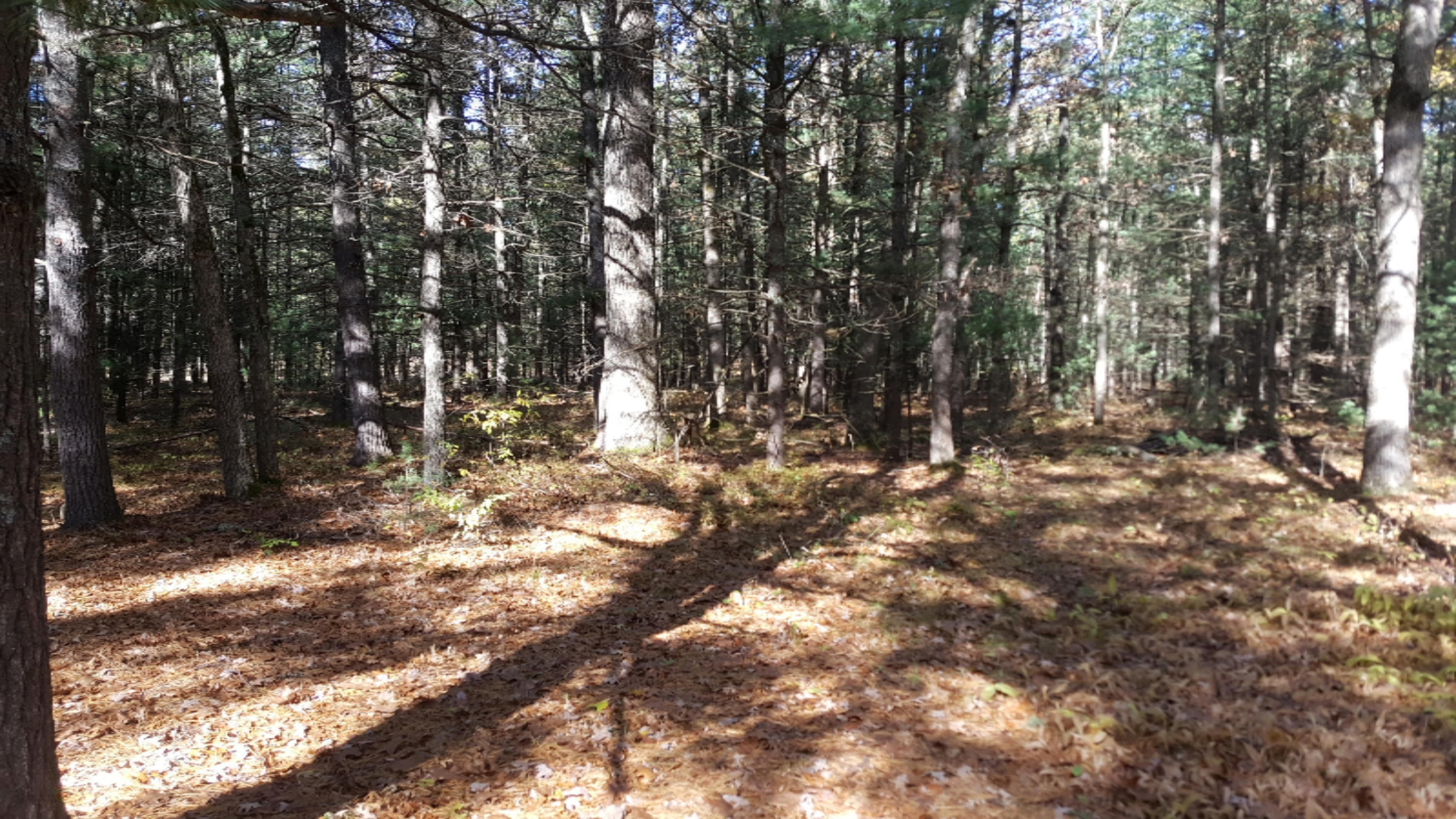 10192 North Dexter Road Irons, MI 49644 - Photo 8 of 15 20181022_114726