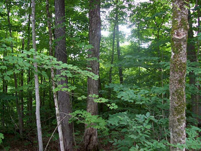 Lot 13 Arab Road Lee, ME 04455 - Photo 11 of 11 Land/Lot.