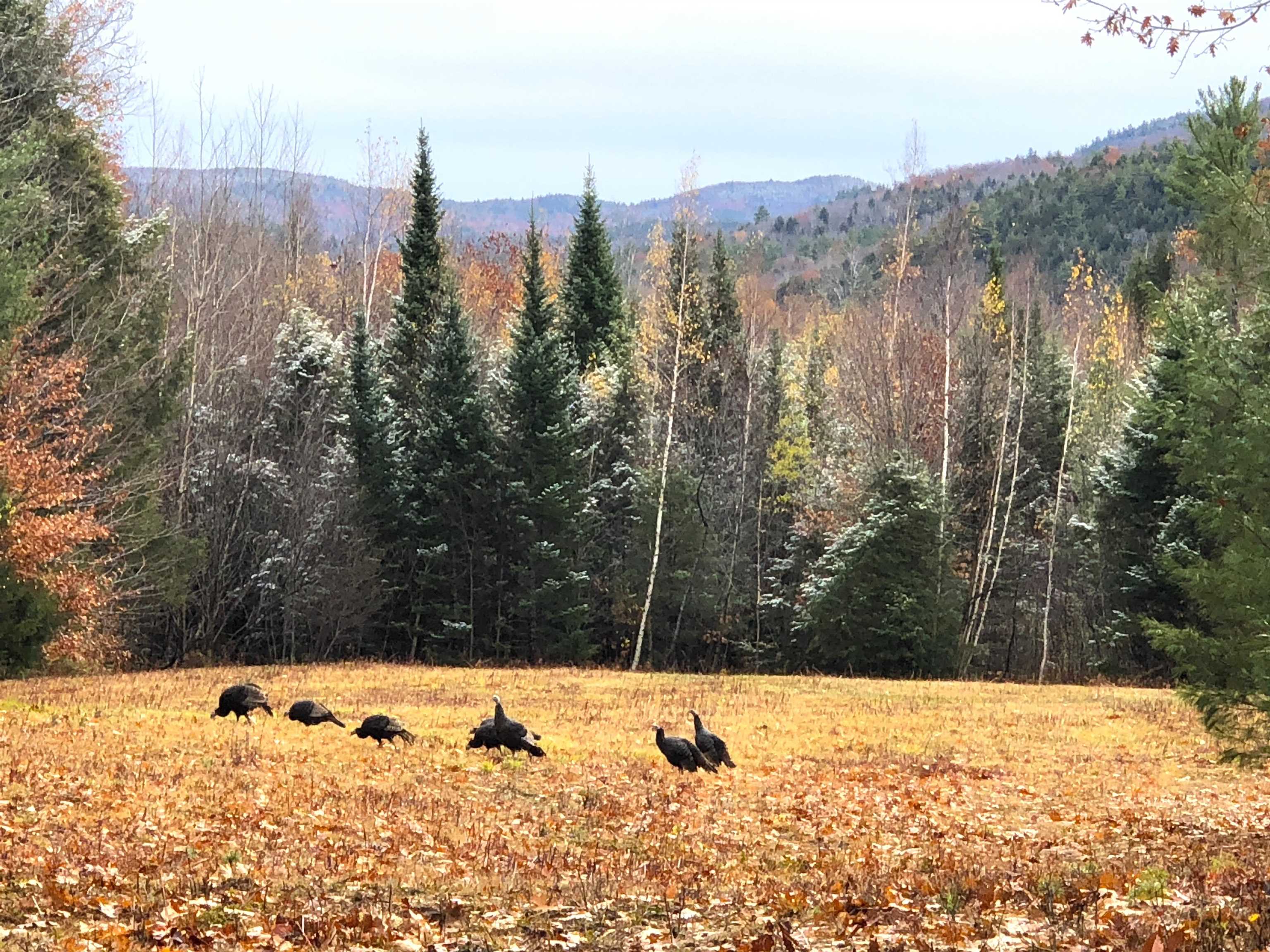 Page Road Campton, NH 03223 - Photo 10 of 12
