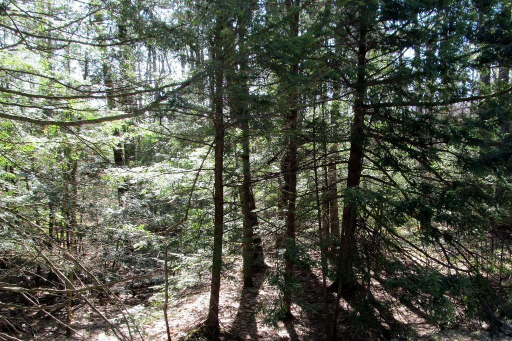 0 Lebanon Road North Berwick, ME 03906 - Photo 3 of 5 Photo