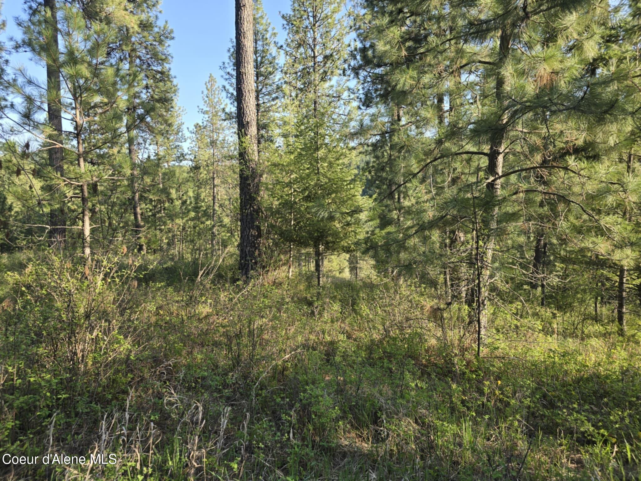 Nka East Deer Road Harrison, ID 83833 - Photo 11 of 23 NKA Deer Rd