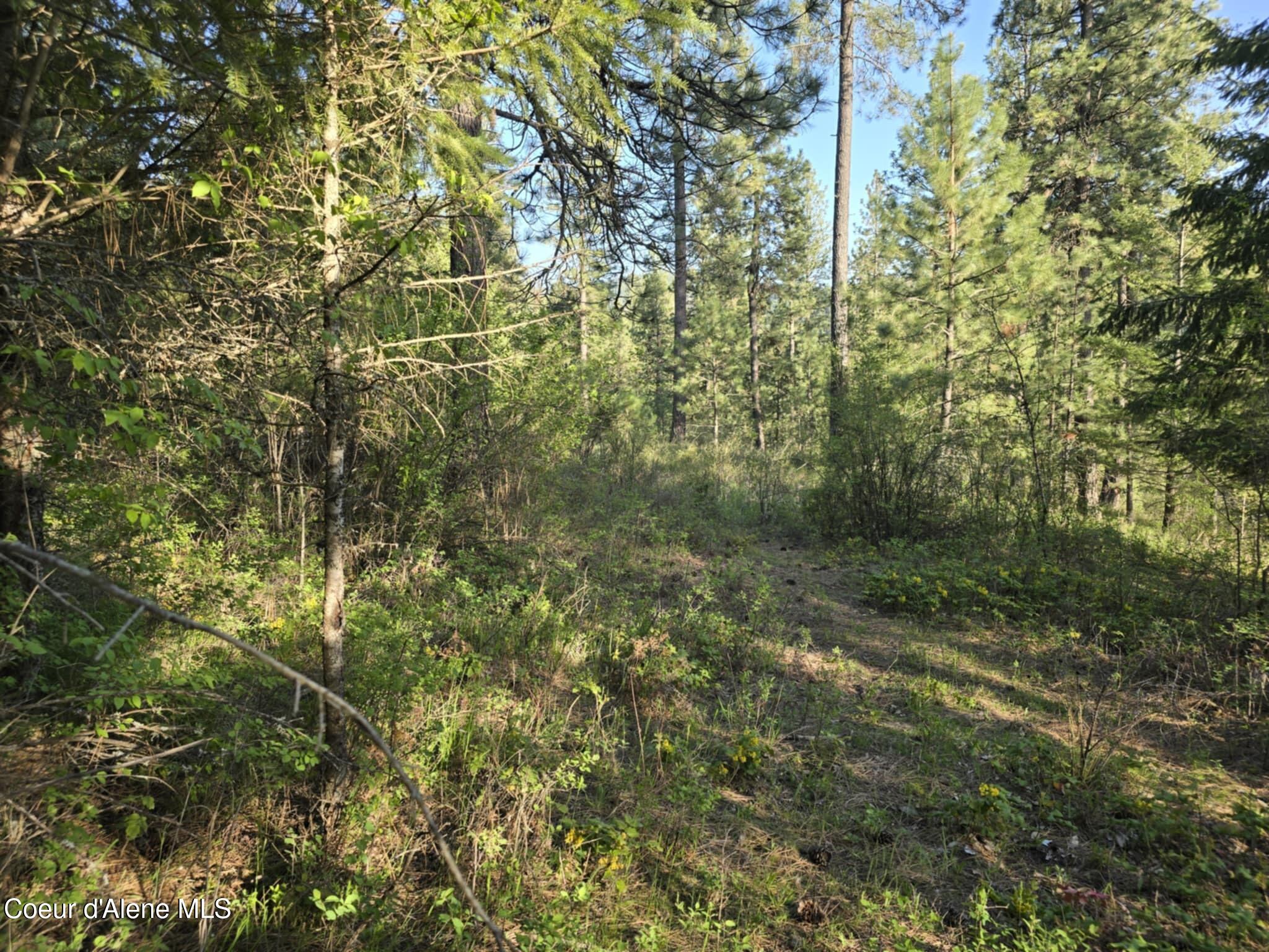 Nka East Deer Road Harrison, ID 83833 - Photo 6 of 23 NKA Deer Rd