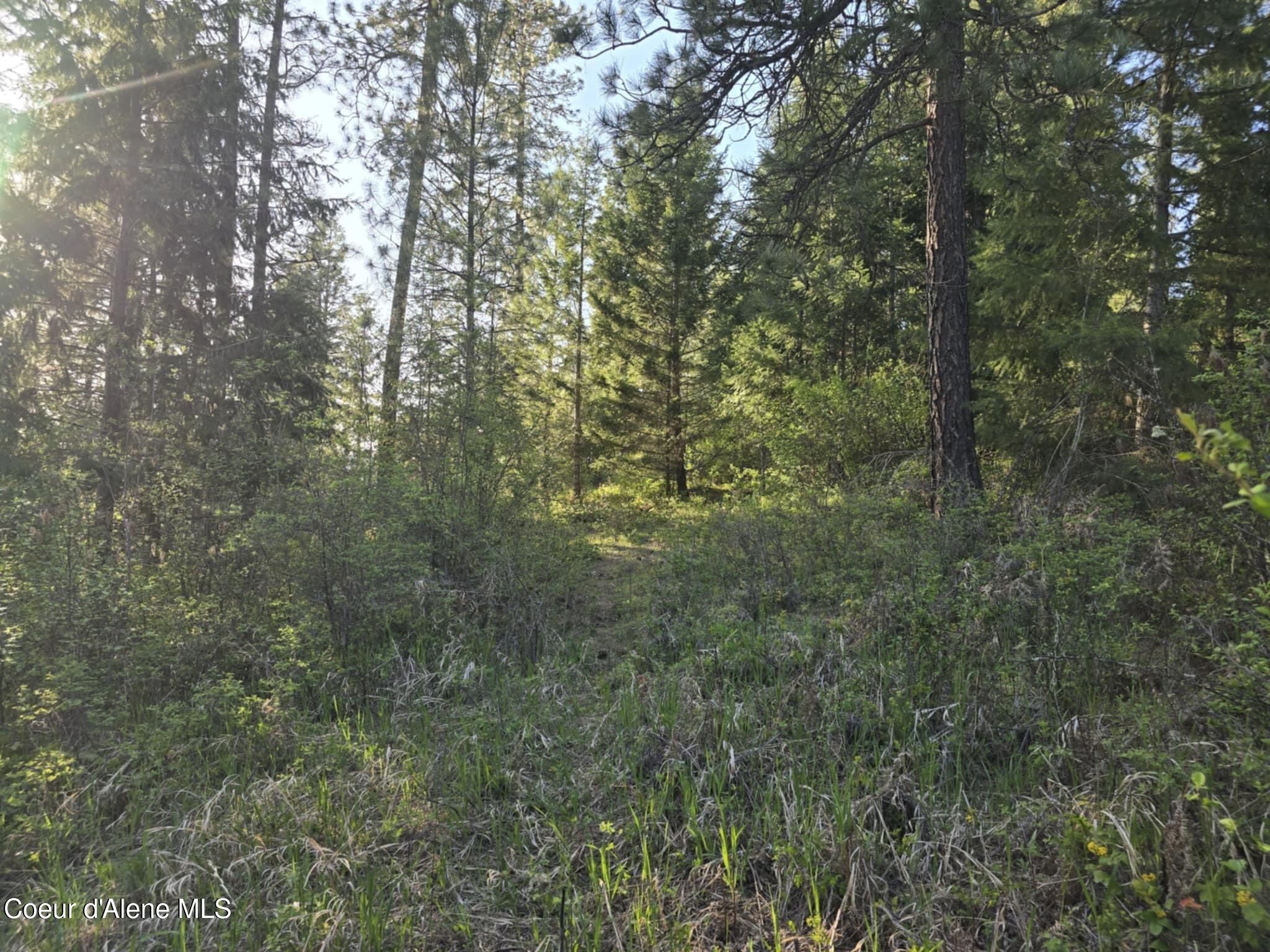 Nka East Deer Road Harrison, ID 83833 - Photo 9 of 23 NKA Deer Rd