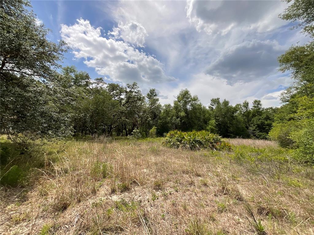 34331 Rimrock Street Webster, FL 33597 - Photo 7 of 9 a view of a yard with a tree