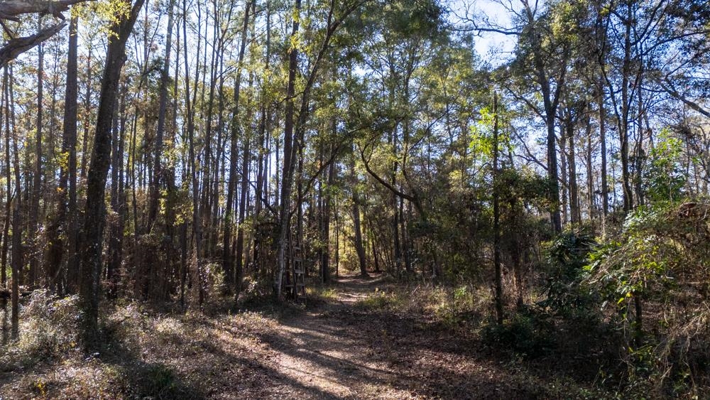 8702 Miles Johnson Road Tallahassee, FL 32309 - Photo 7 of 28