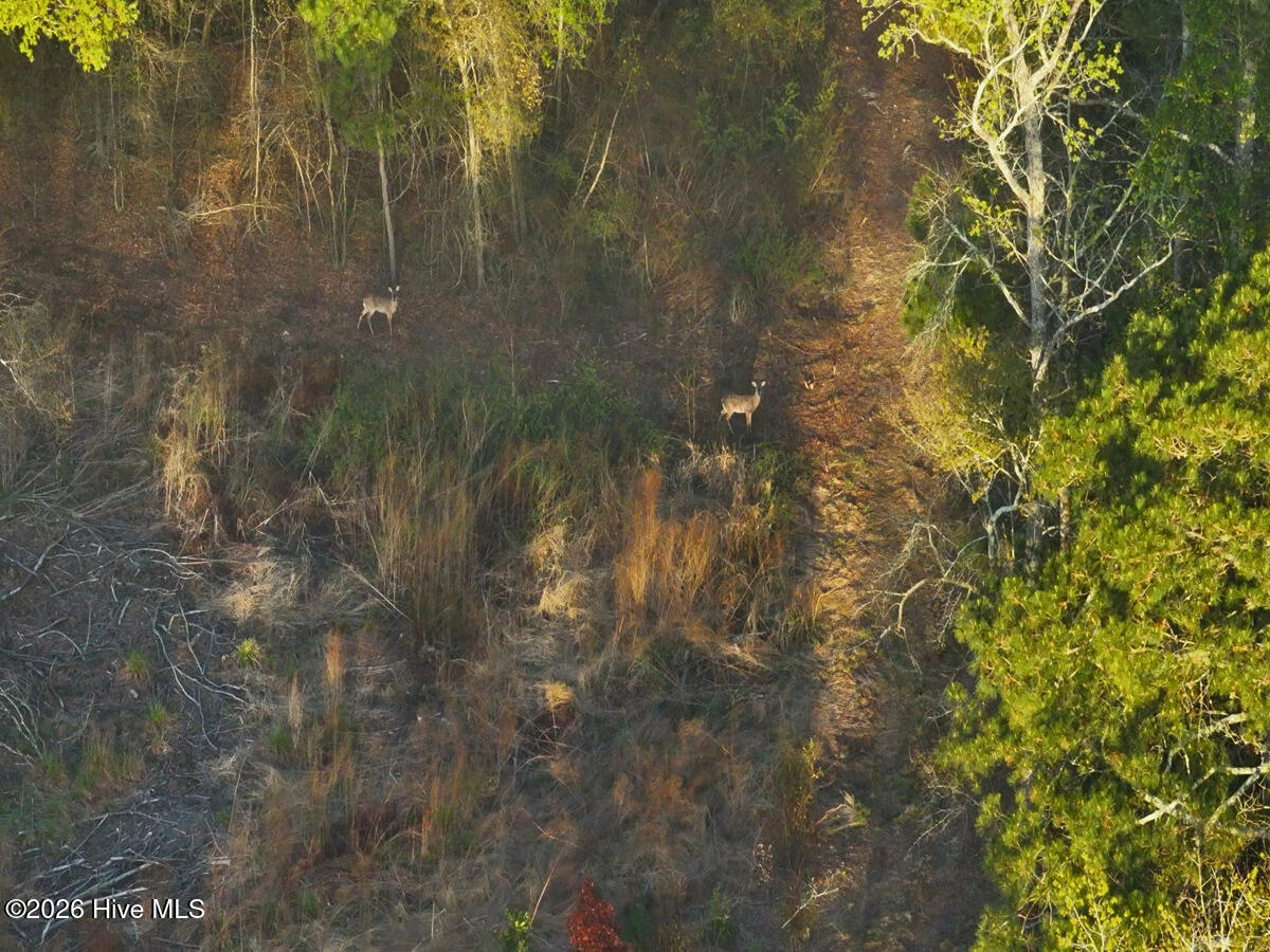 0 Durwood Evans Road Beulaville, NC 28518 - Photo 61 of 68 61. Whitetail Deer