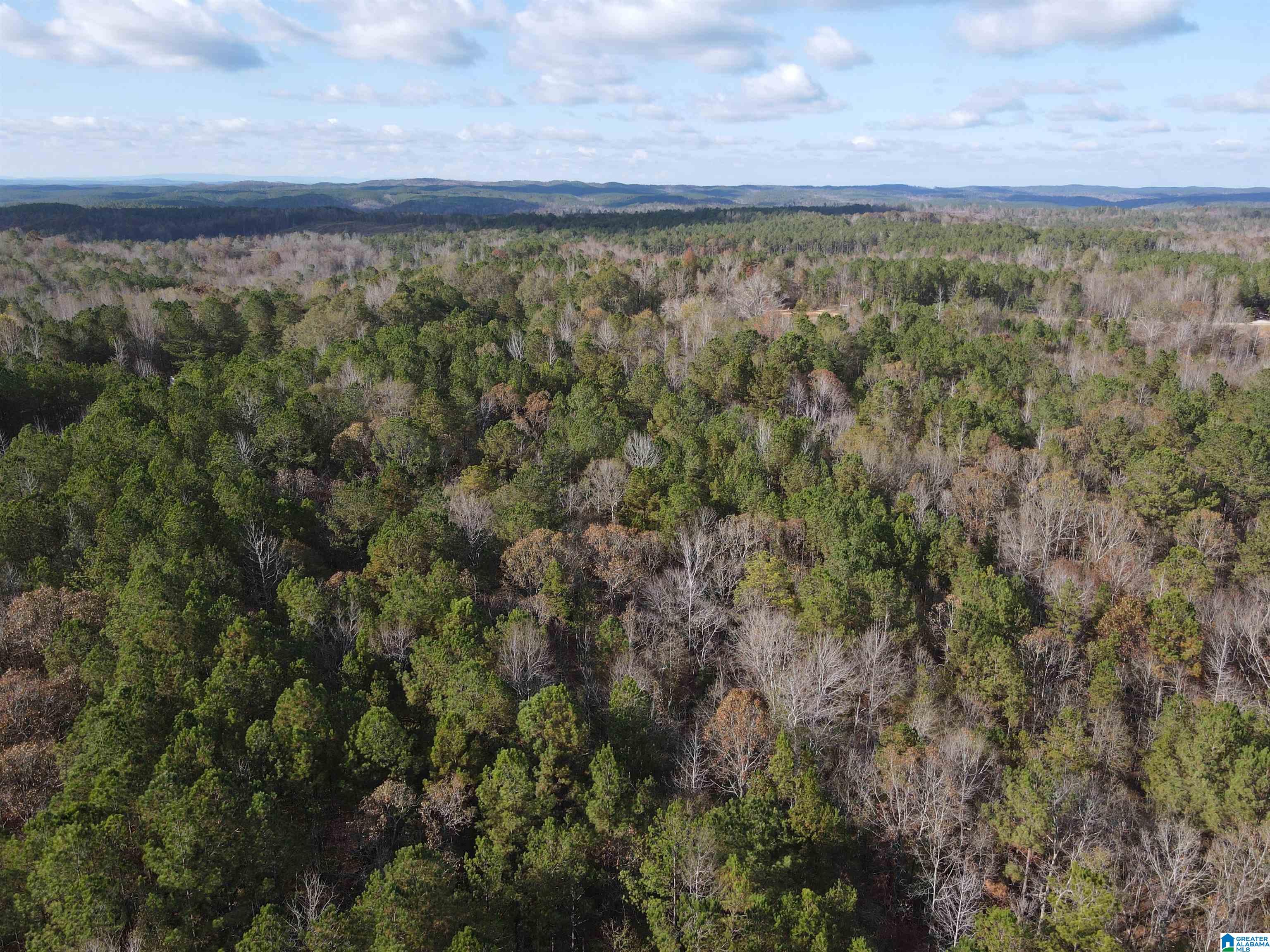 864 County Road Wadley, AL 36276 - Photo 3 of 7