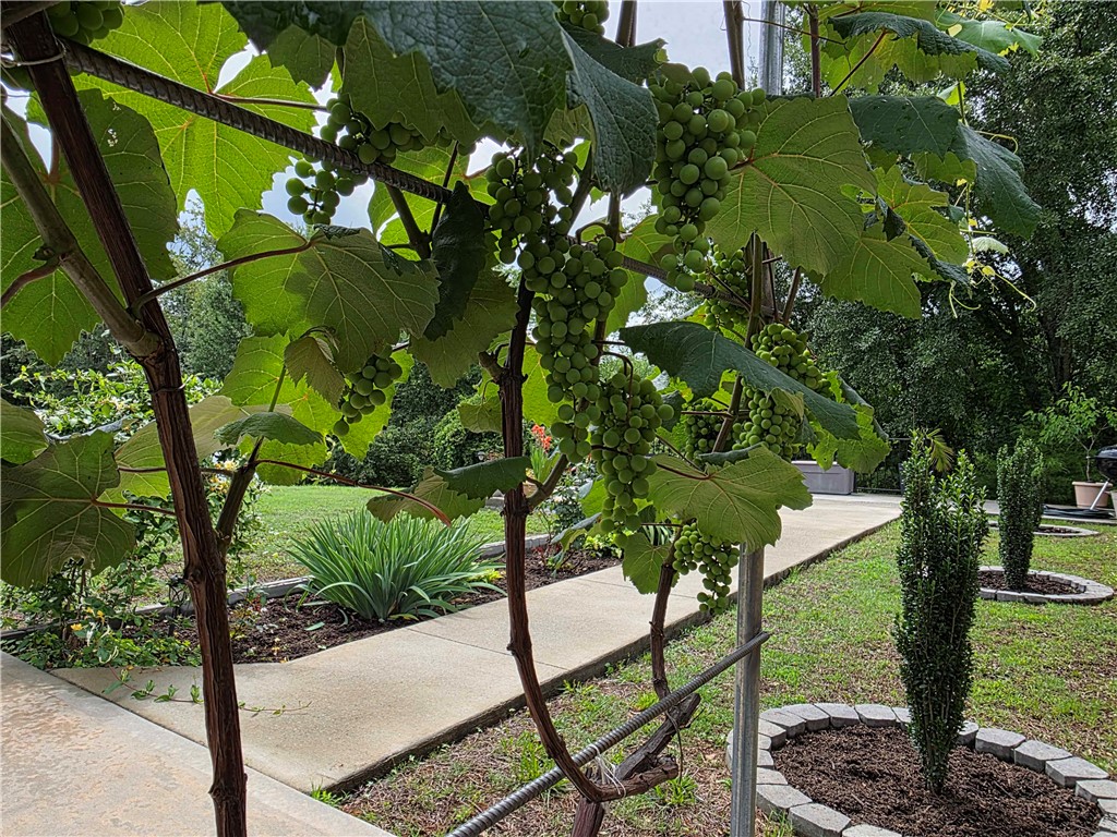 224 Bronson Ridge Anderson, SC 29621 - Photo 31 of 42 Thriving grapevines border a pristine walkway, leading to a serene outdoor space.