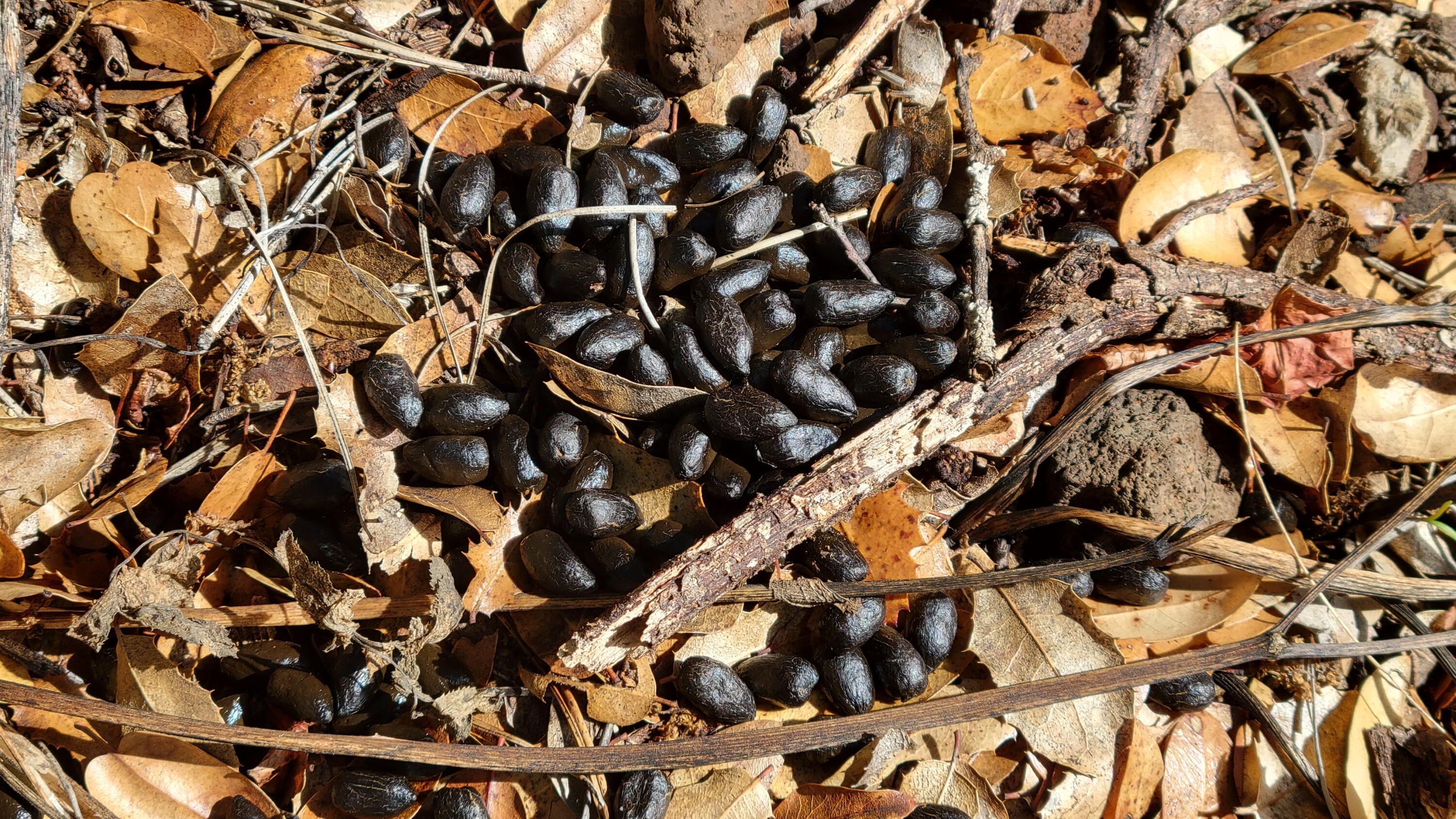 0 Rancheria Crk Road Shingletown, CA 96088 - Photo 11 of 14 a picture of a tree