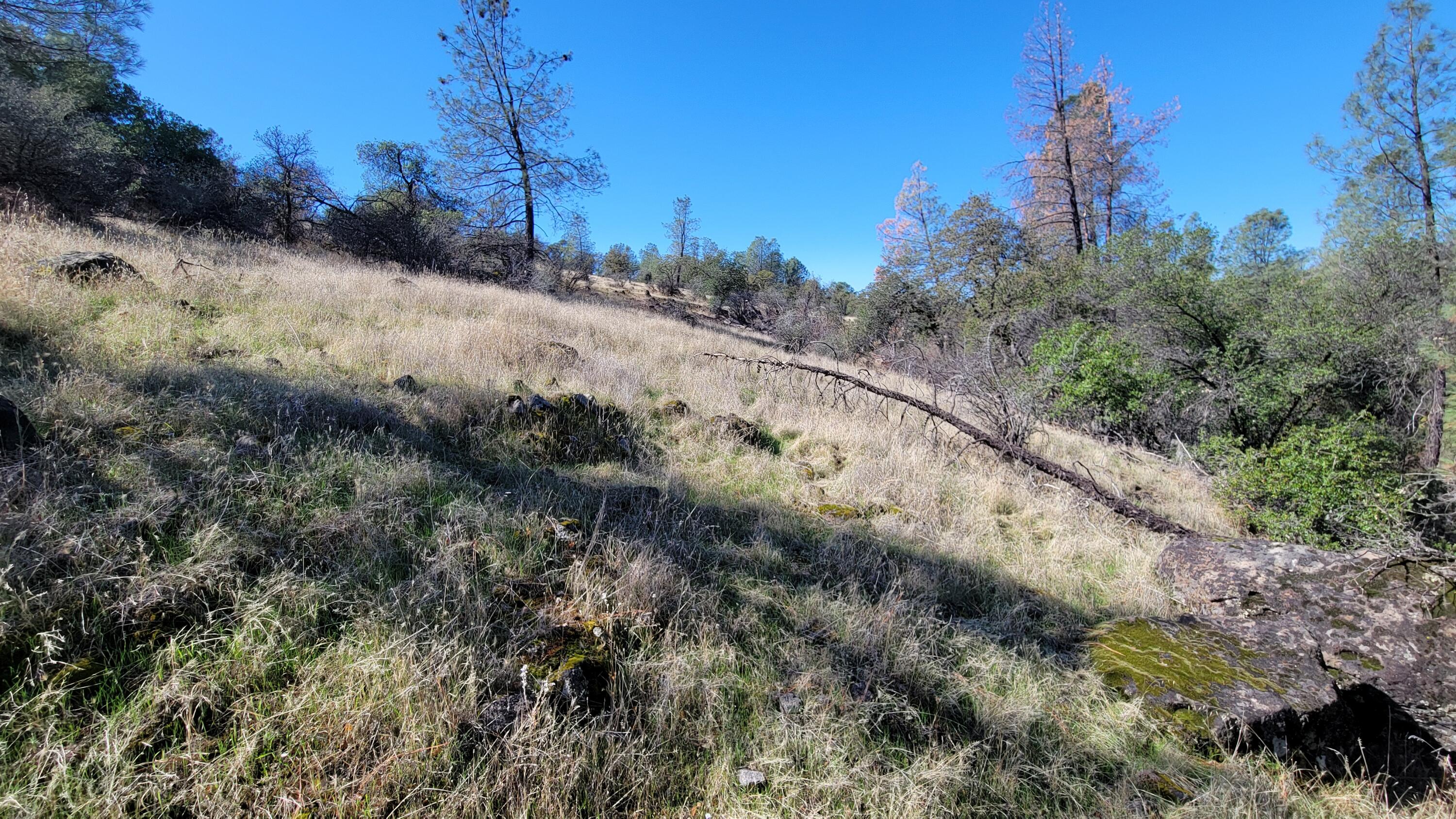 0 Rancheria Crk Road Shingletown, CA 96088 - Photo 4 of 14 a view of a forest with a dry yard