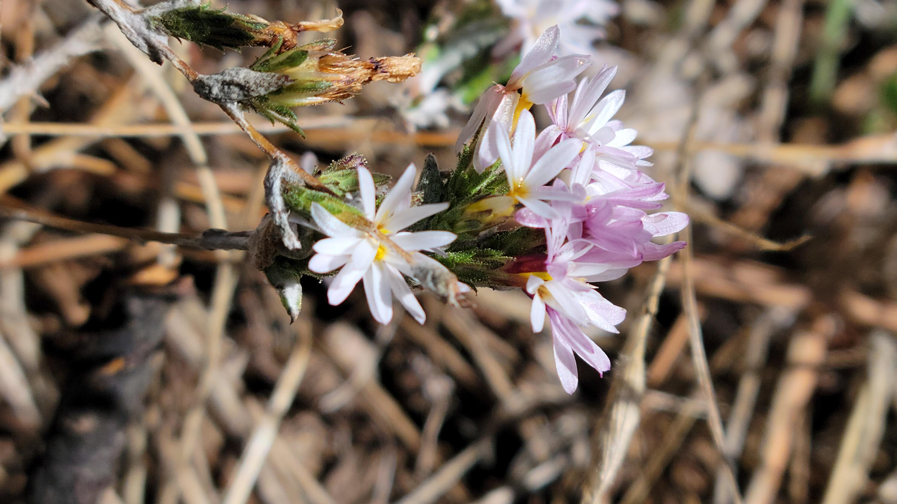 0 Rancheria Crk Road Shingletown, CA 96088 - Photo 5 of 14 a view of the tree