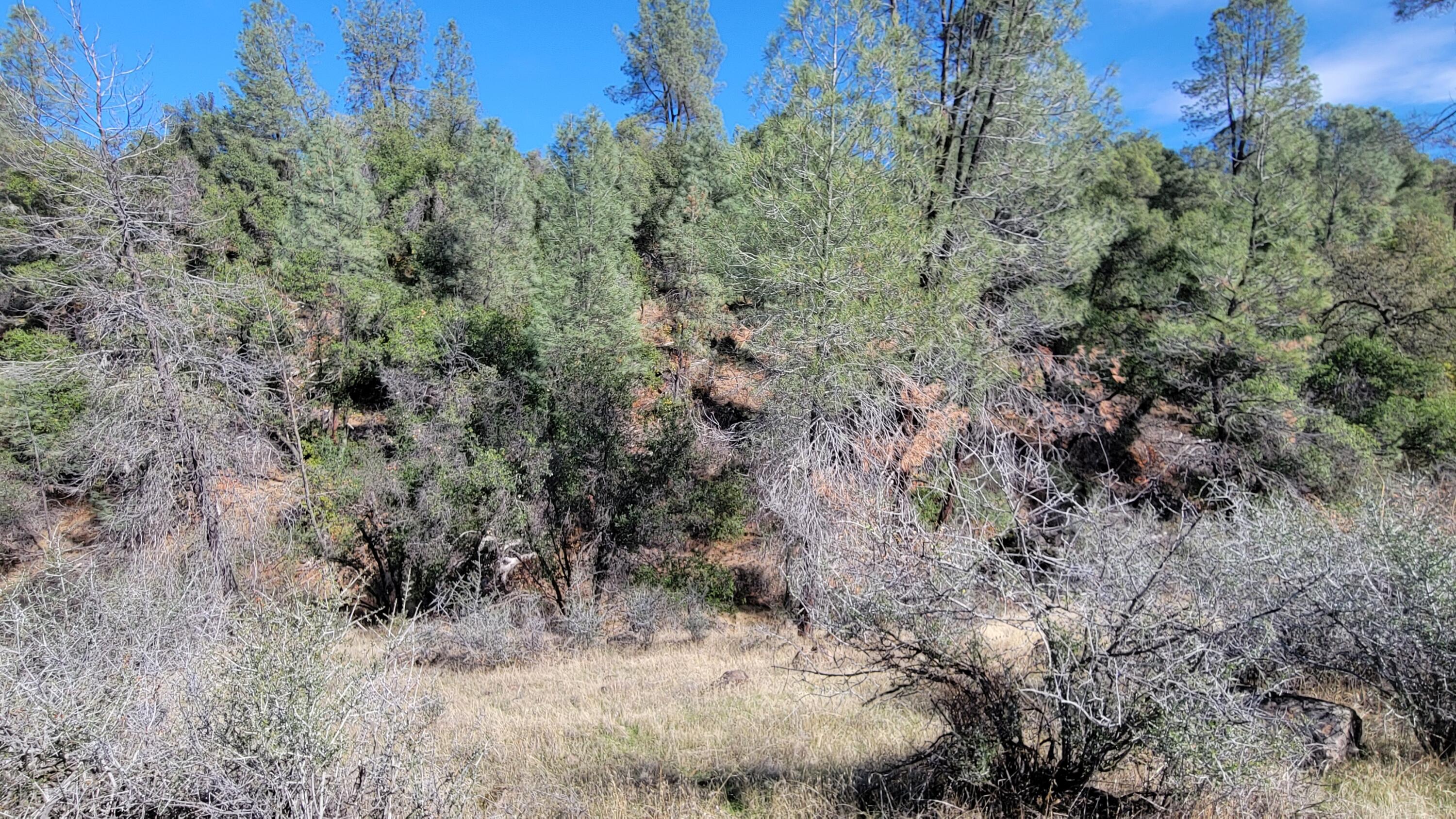 0 Rancheria Crk Road Shingletown, CA 96088 - Photo 8 of 14 a view of a forest with a tree in the background