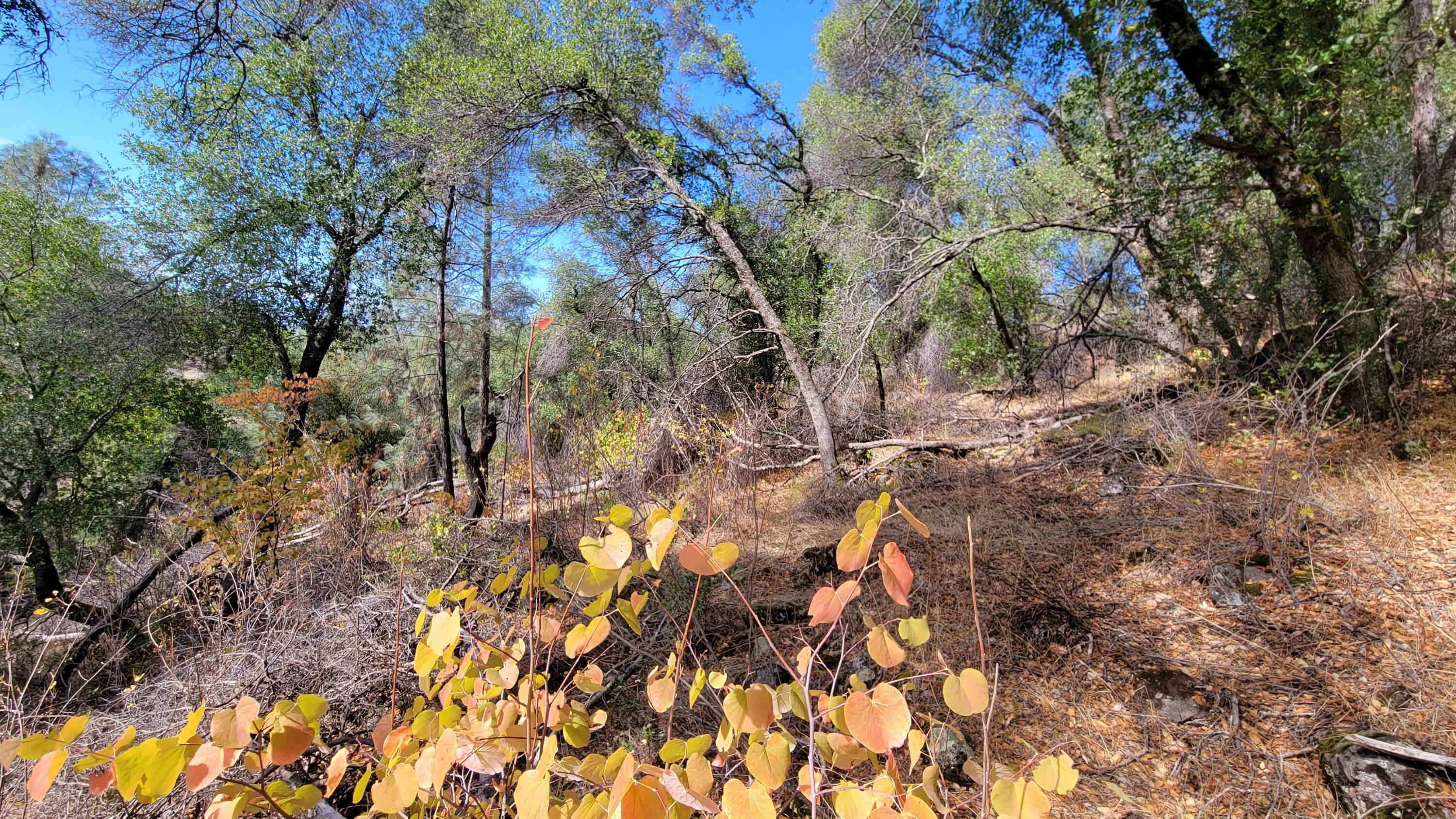 0 Rancheria Crk Road Shingletown, CA 96088 - Photo 9 of 18 20251014_132728