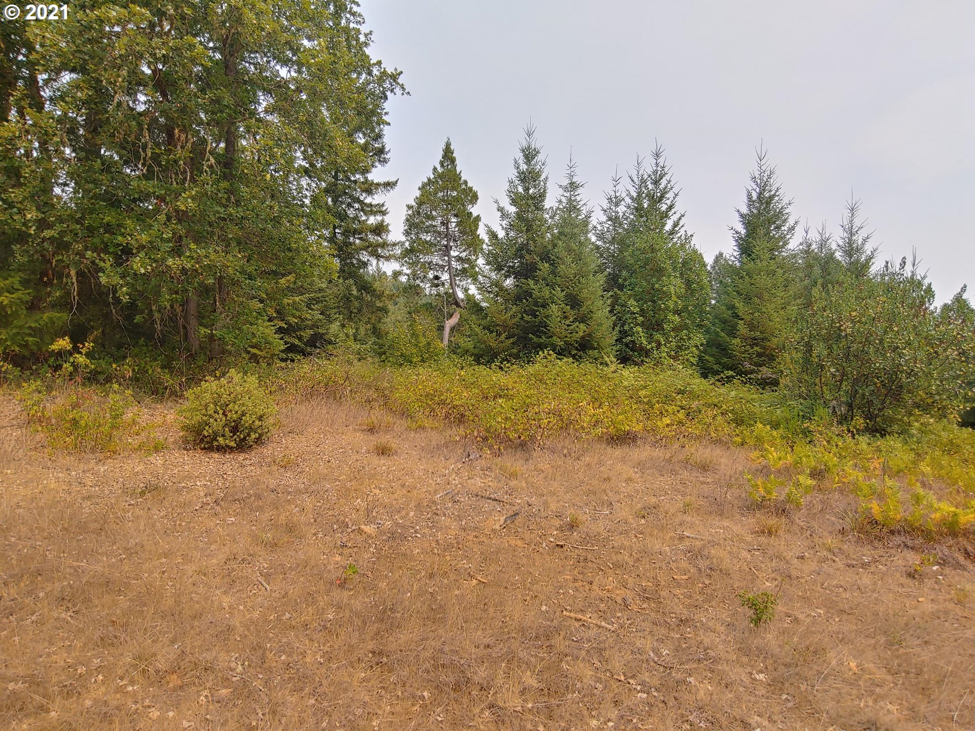 294 Wildcat Road Camas Valley, OR 97416 - Photo 3 of 18