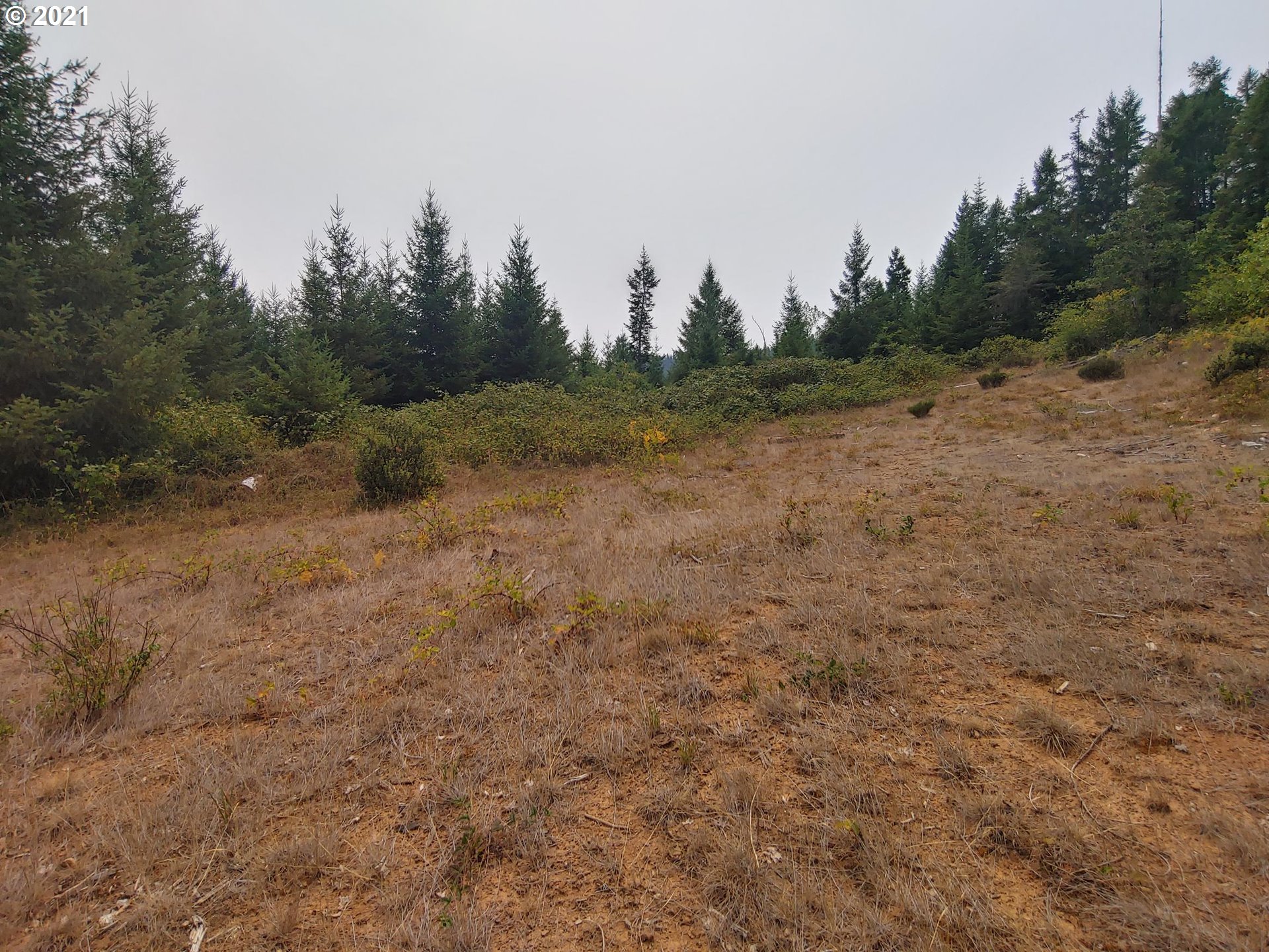294 Wildcat Road Camas Valley, OR 97416 - Photo 4 of 18