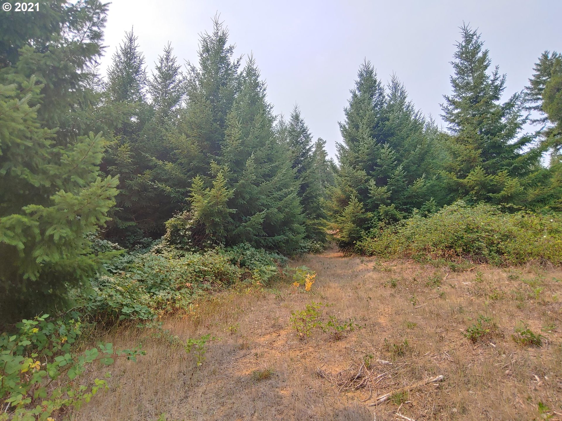 294 Wildcat Road Camas Valley, OR 97416 - Photo 5 of 18