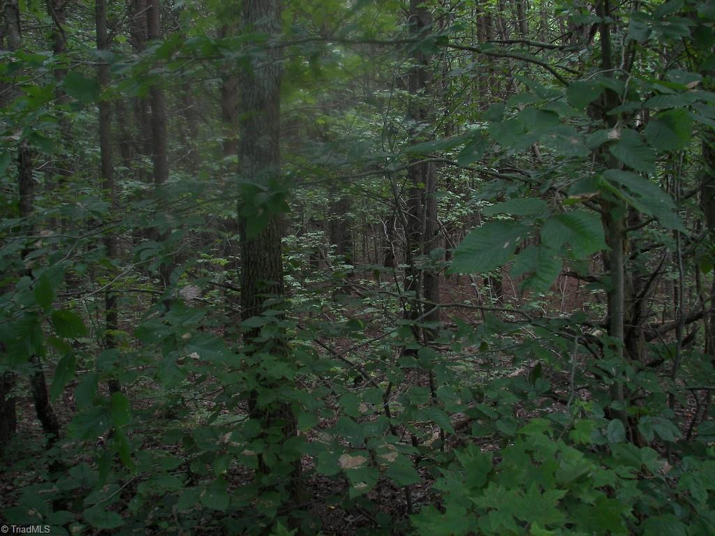 Xx Xx Salem Chapel Road Walnut Cove, NC 27052 - Photo 4 of 5 Gallery Image 4