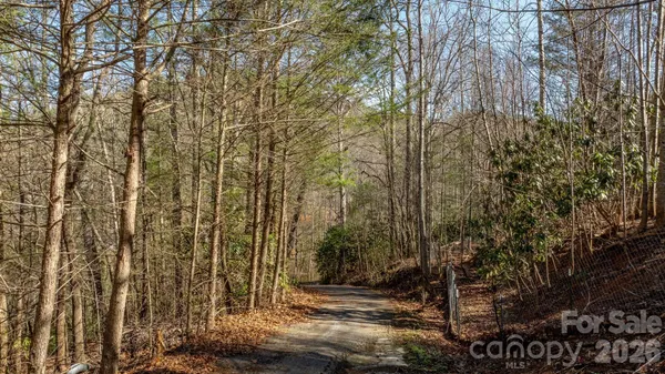 a view of a forest that has large trees