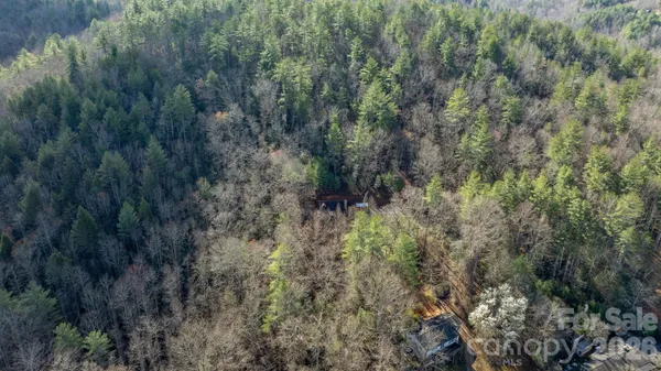 a view of a forest with a tree