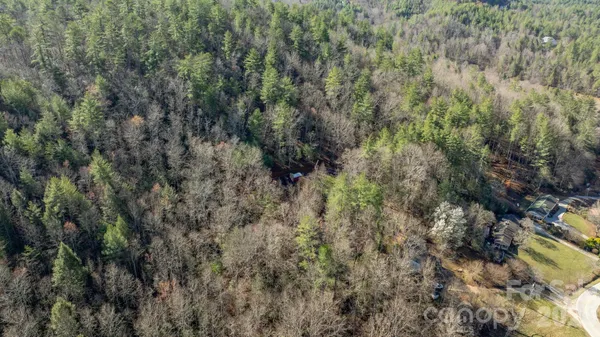 a view of a forest with lots of trees