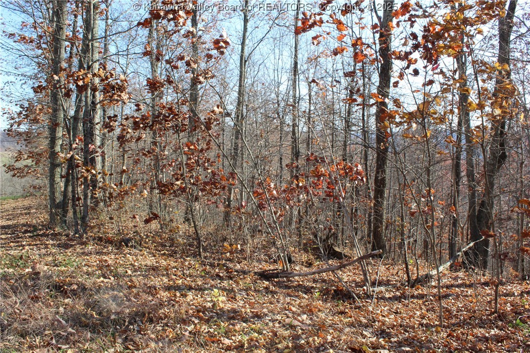 558 Sears Run Road Chloe, WV 25235 - Photo 18 of 29 Gallery Image 18