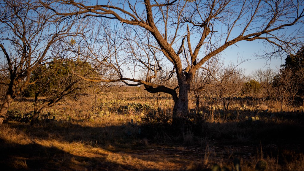 1774 Shafer Lane Hext, TX 76848 - Photo 61 of 82