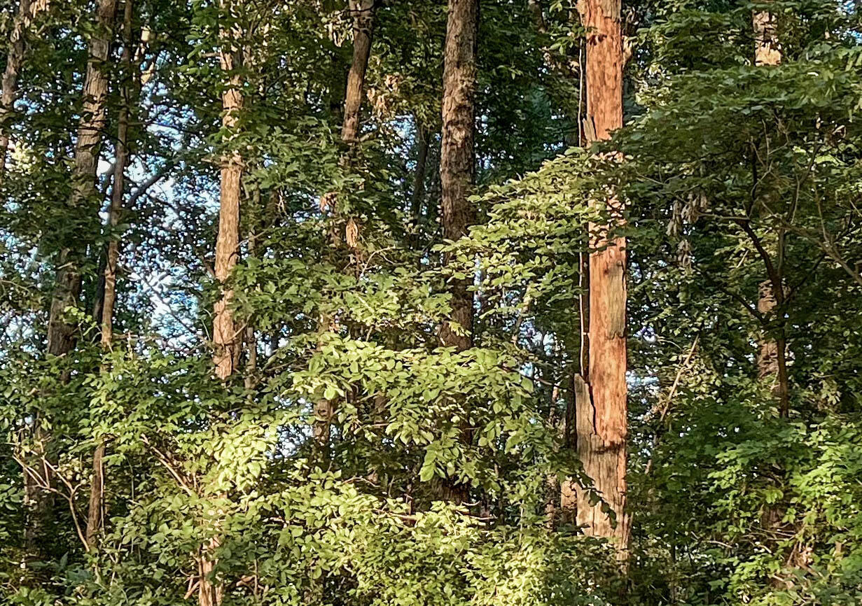 Three Rivers Mi 49093 Road Three Rivers, MI 49093 - Photo 6 of 8 Coon Hollow-8134